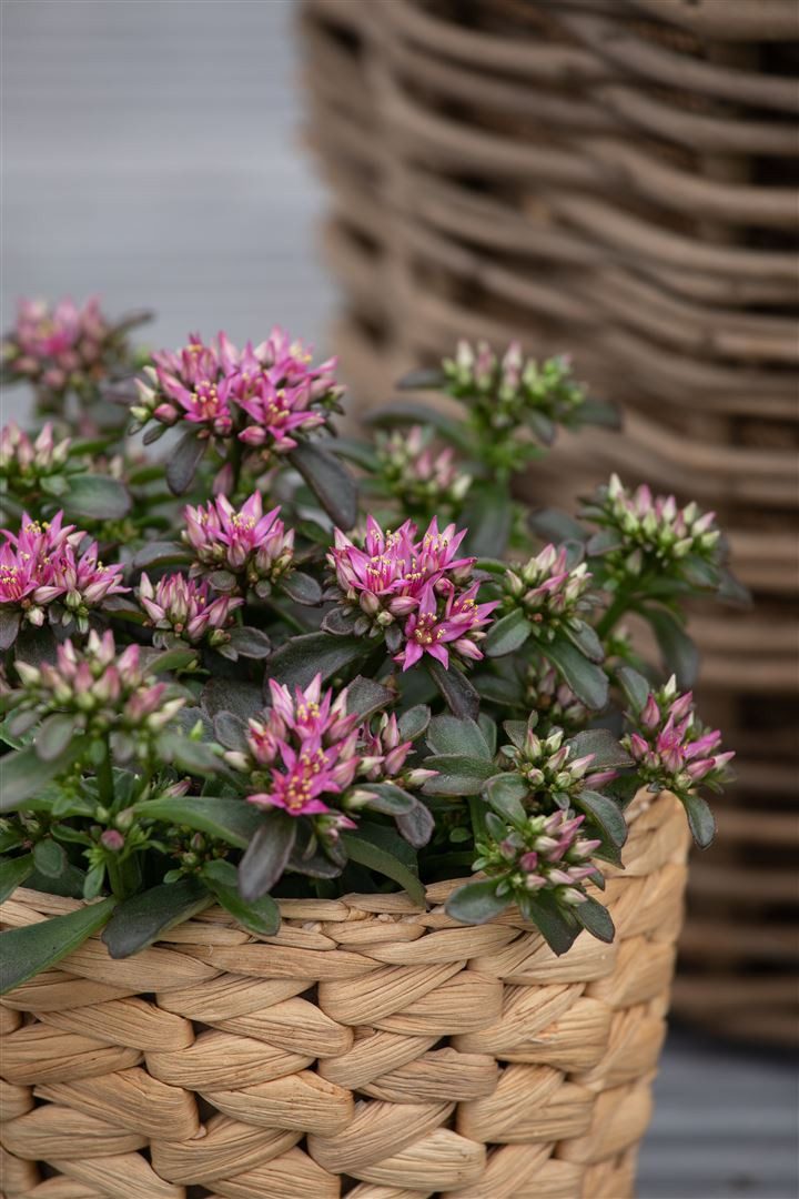 Pflanzen für Dich Staude Sedum spurium Spot on Deep Rose, 1 St., Teppich-Fetthenne, Mauerpfeffer