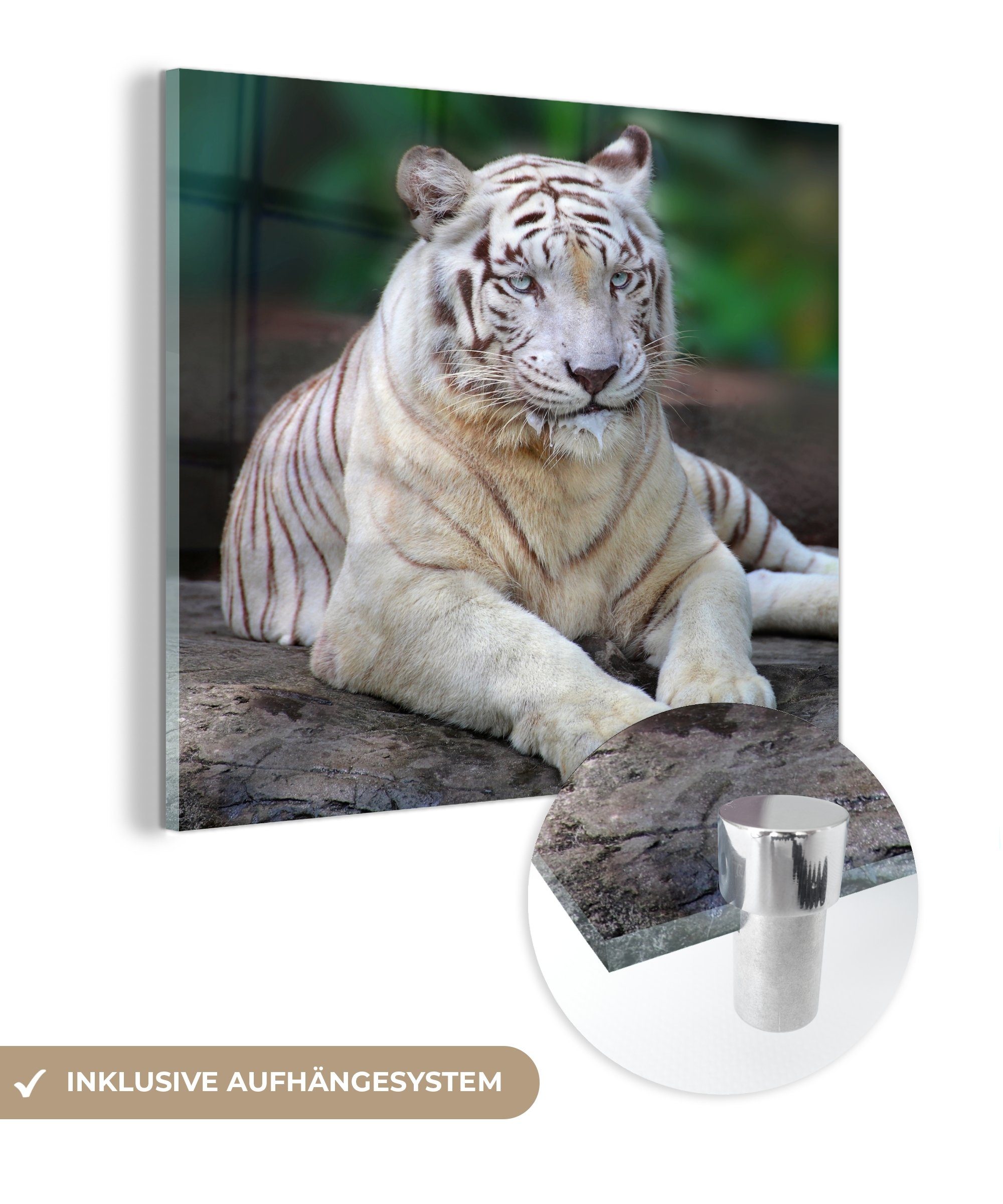 MuchoWow Acrylglasbild Weißer Tiger - Baumstamm - Wald, (1 St), Glasbilder - Bilder auf Glas Wandbild - Foto auf Glas - Wanddekoration