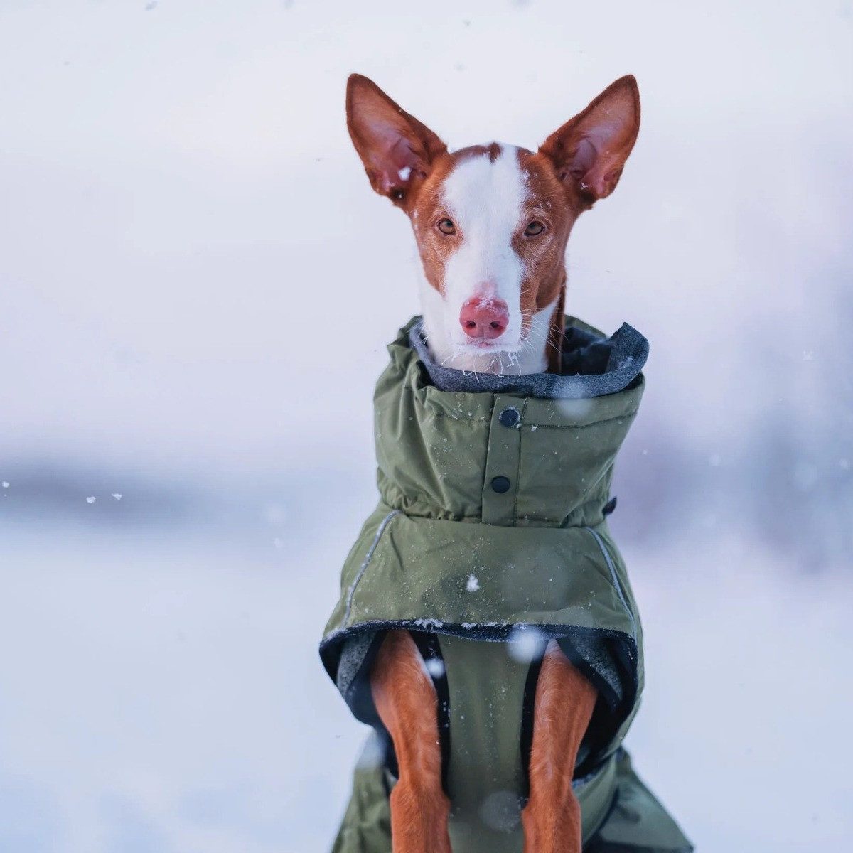 Rukka Hundemantel Jacke Warmup 2.0 olive