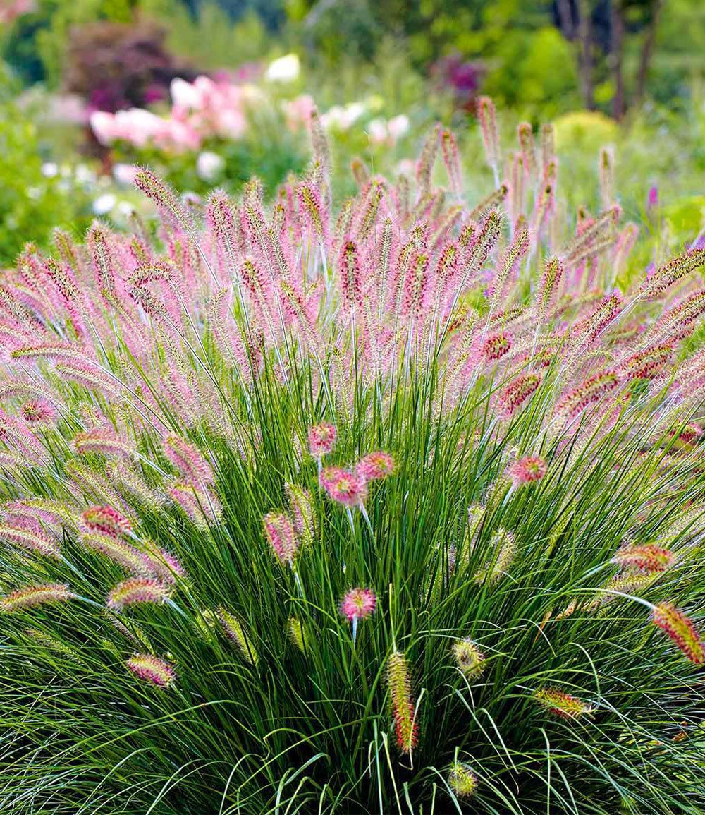 BALDUR Garten Gräser Lampenputzergras 'Hameln', 3 St., Federborstengras, winterhart, mehrjährig, pflegeleicht