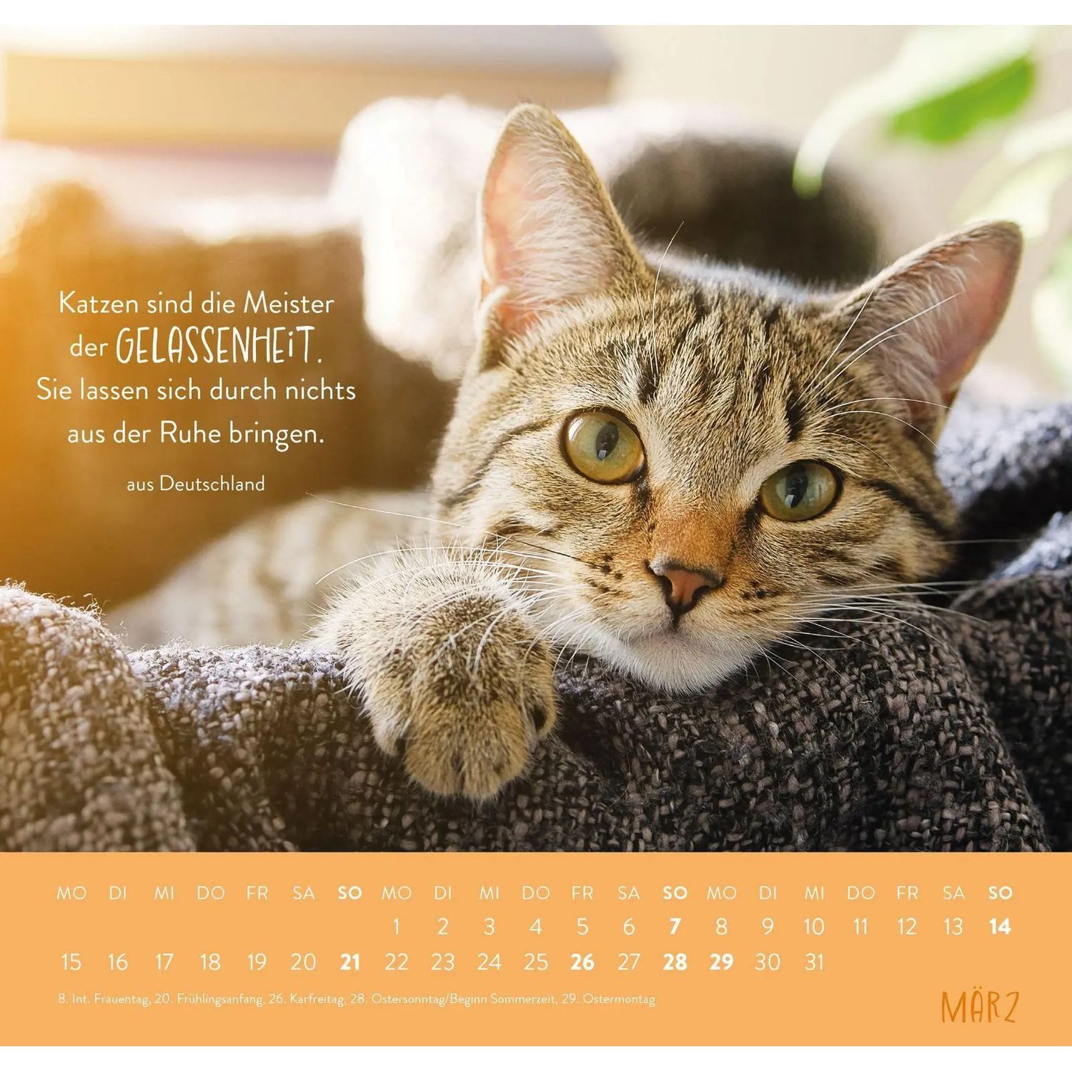 groh Verlag Wandkalender Wandkalender 2027: Für Katzenfreunde