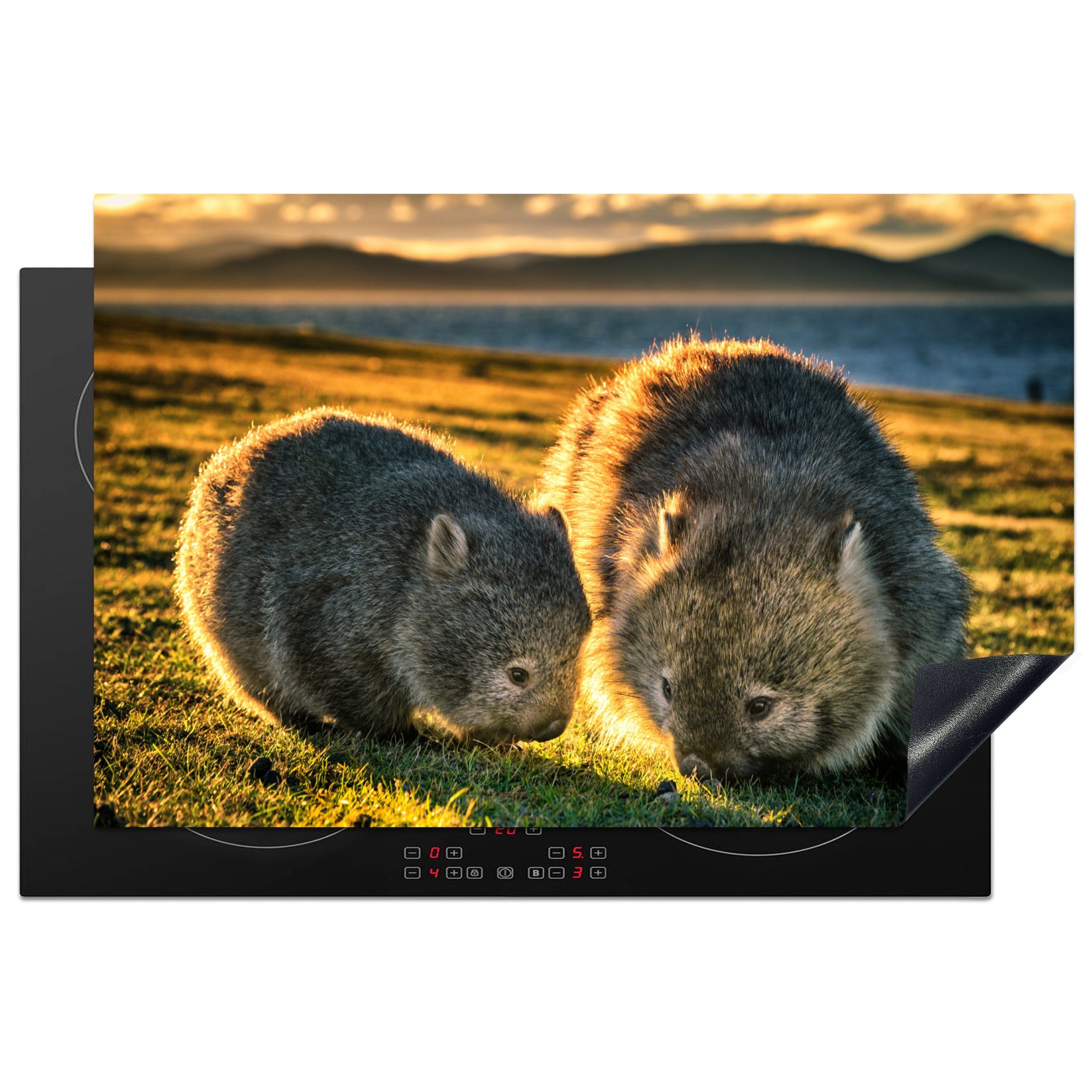 MuchoWow Herdblende-/Abdeckplatte Zwei Wombats bei Sonnenuntergang in einem Grasfeld, Vinyl, (1 tlg), 81x52 cm, Induktionskochfeld Schutz für die küche, Ceranfeldabdeckung