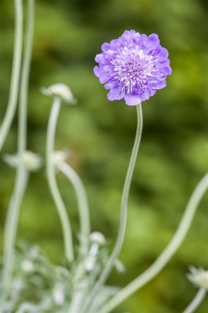 Pflanzen für Dich Staude Scabiosa colum. Butterfly Blue, 1 St., Tauben-Skabiose, Schmetterlings-Skabiose