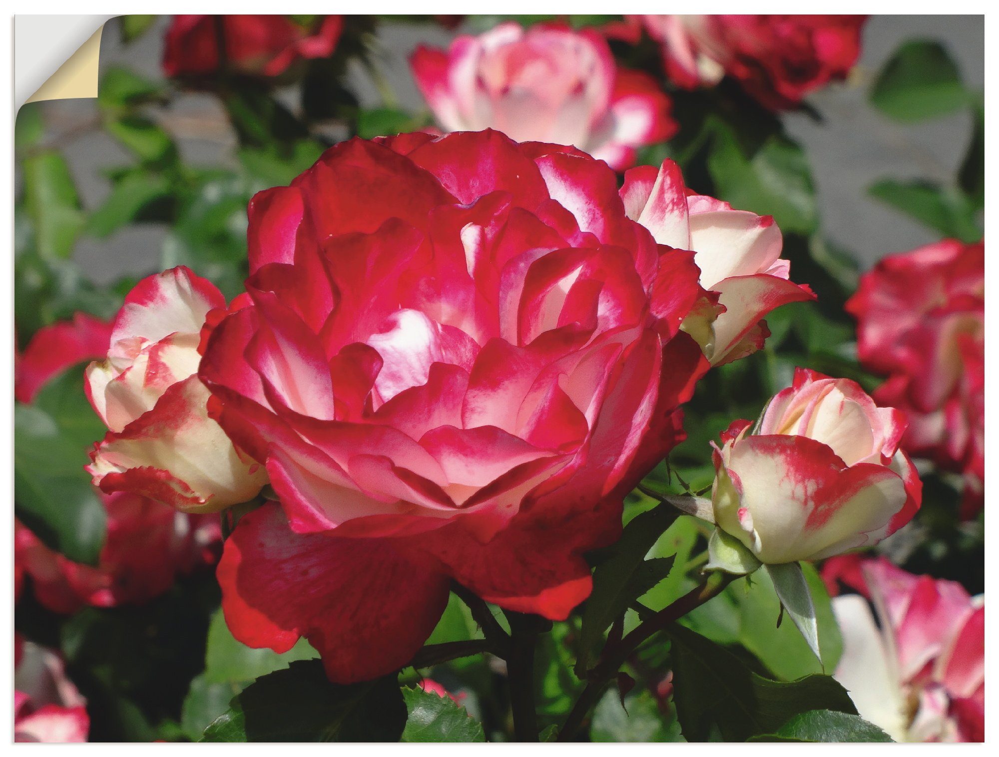 Wandaufkleber Rosenblüte, in oder als Artland Blumen Leinwandbild, weiße (1 Rot versch. Poster Alubild, St), Größen Wandbild