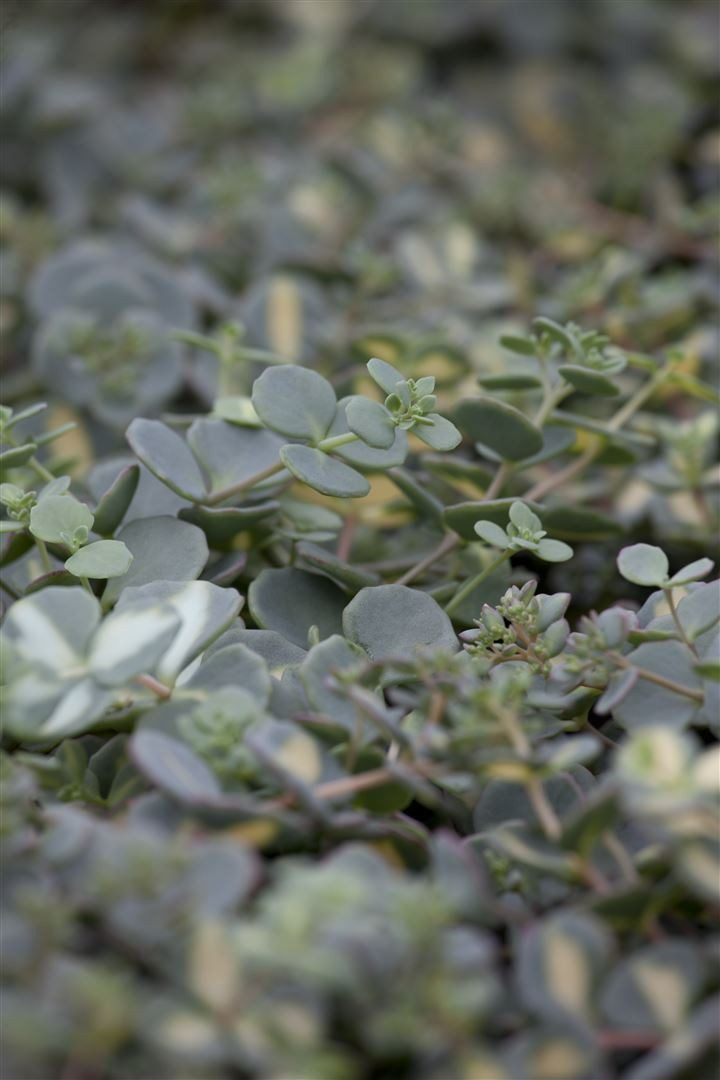 Pflanzen für Dich Staude Sedum sieboldii, 1 St., Oktoberle, Siebolds Fetthenne