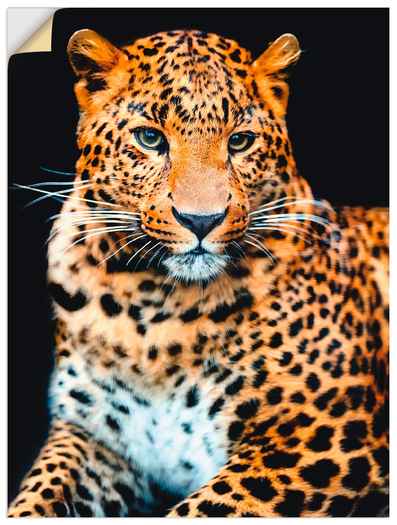 Artland Wandbild Wütender wilder Leopard, Wildtiere (1 St), als Alubild, Leinwandbild, Wandaufkleber oder Poster in versch. Größen