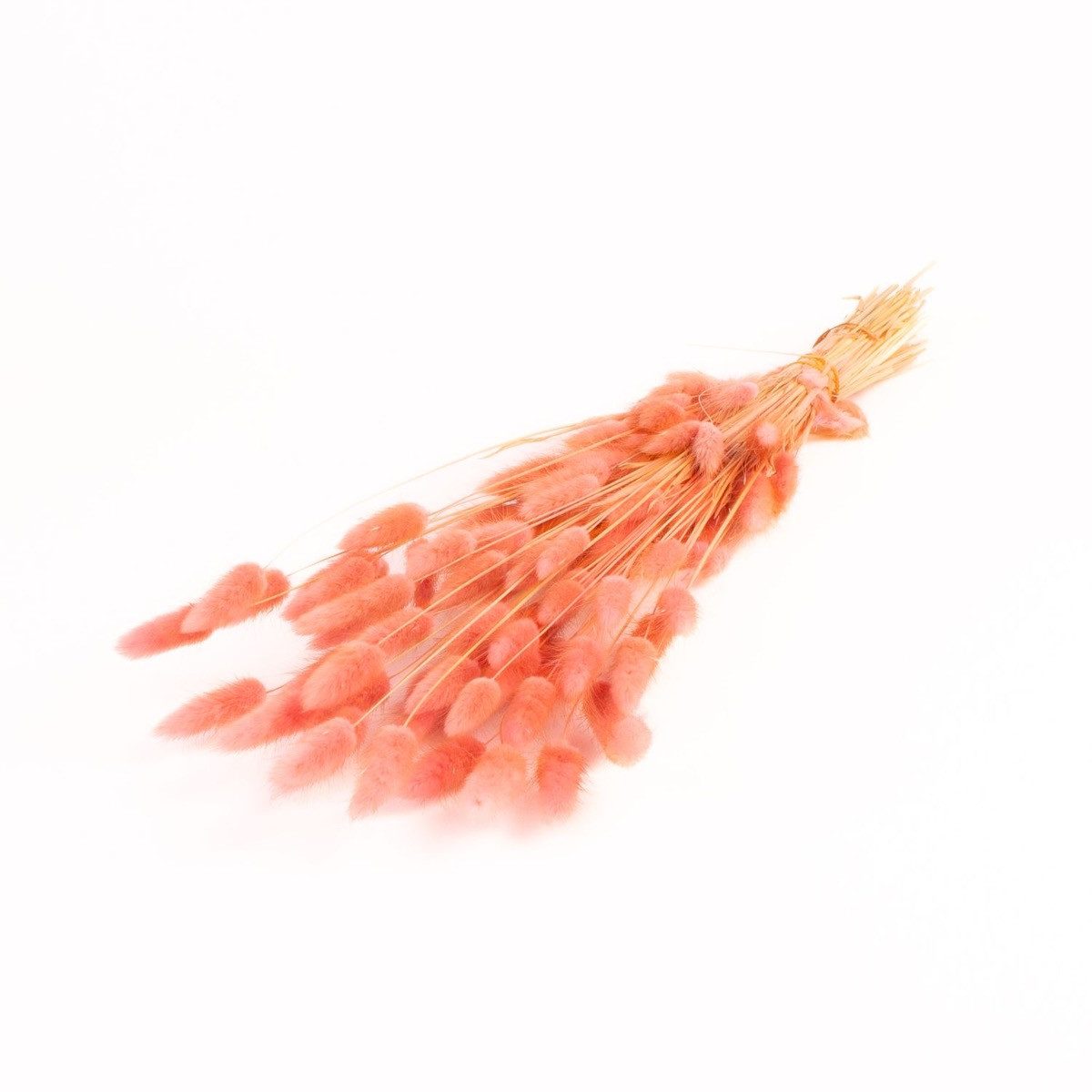 Trockenblume Getrocknetes Lagurus Gras BORKA, Bund, Altrosa, 5, INNA-Glas, Höhe 75.0 cm