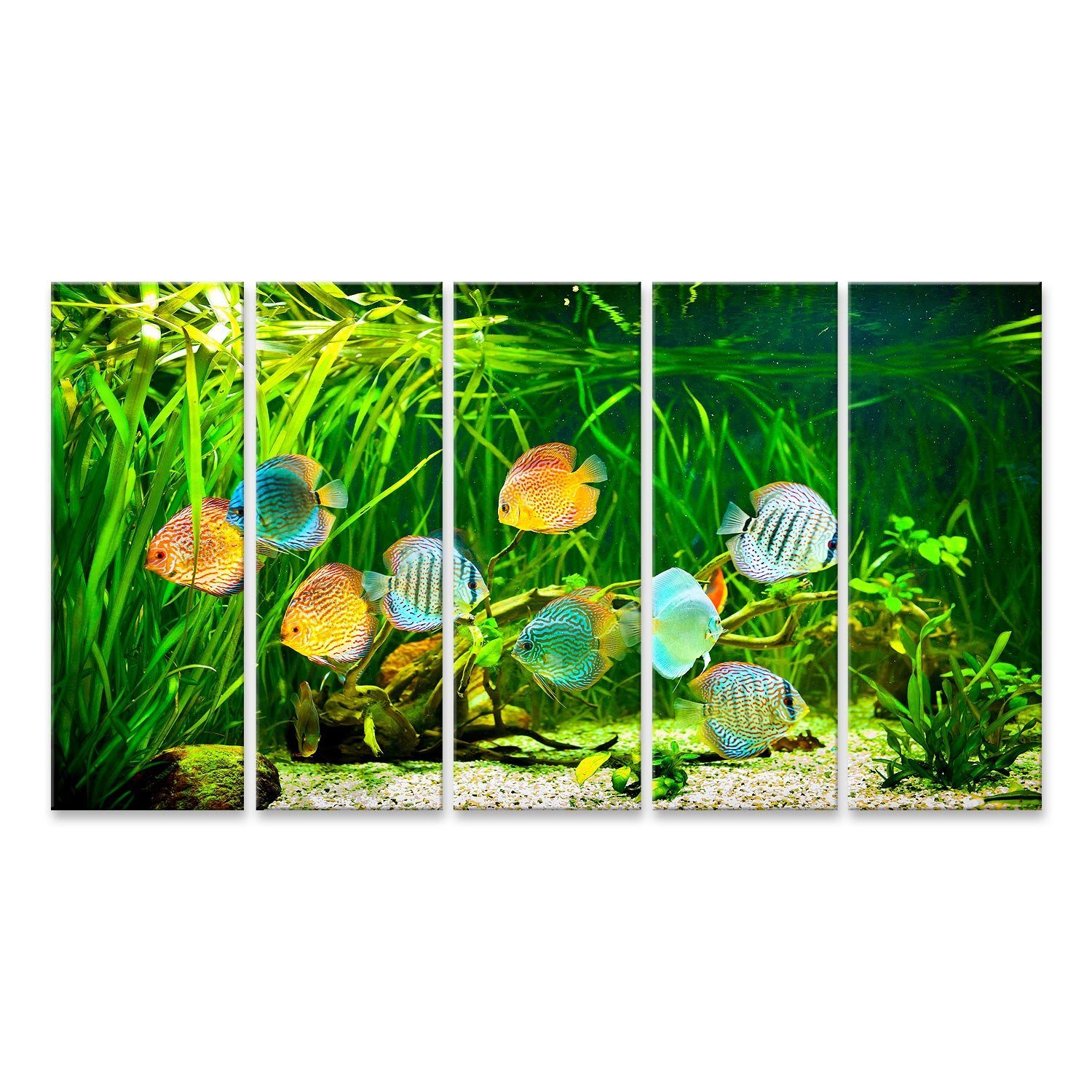 Leinwandbild Bild auf Leinwand Symphysodon Discus In Einem Aquarium Auf Einem Grüne