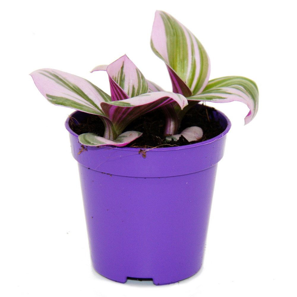 Exotenherz Zimmerpflanze Mini-Pflanze Dreimasterblume Tradescantia Nanouk p günstig online kaufen