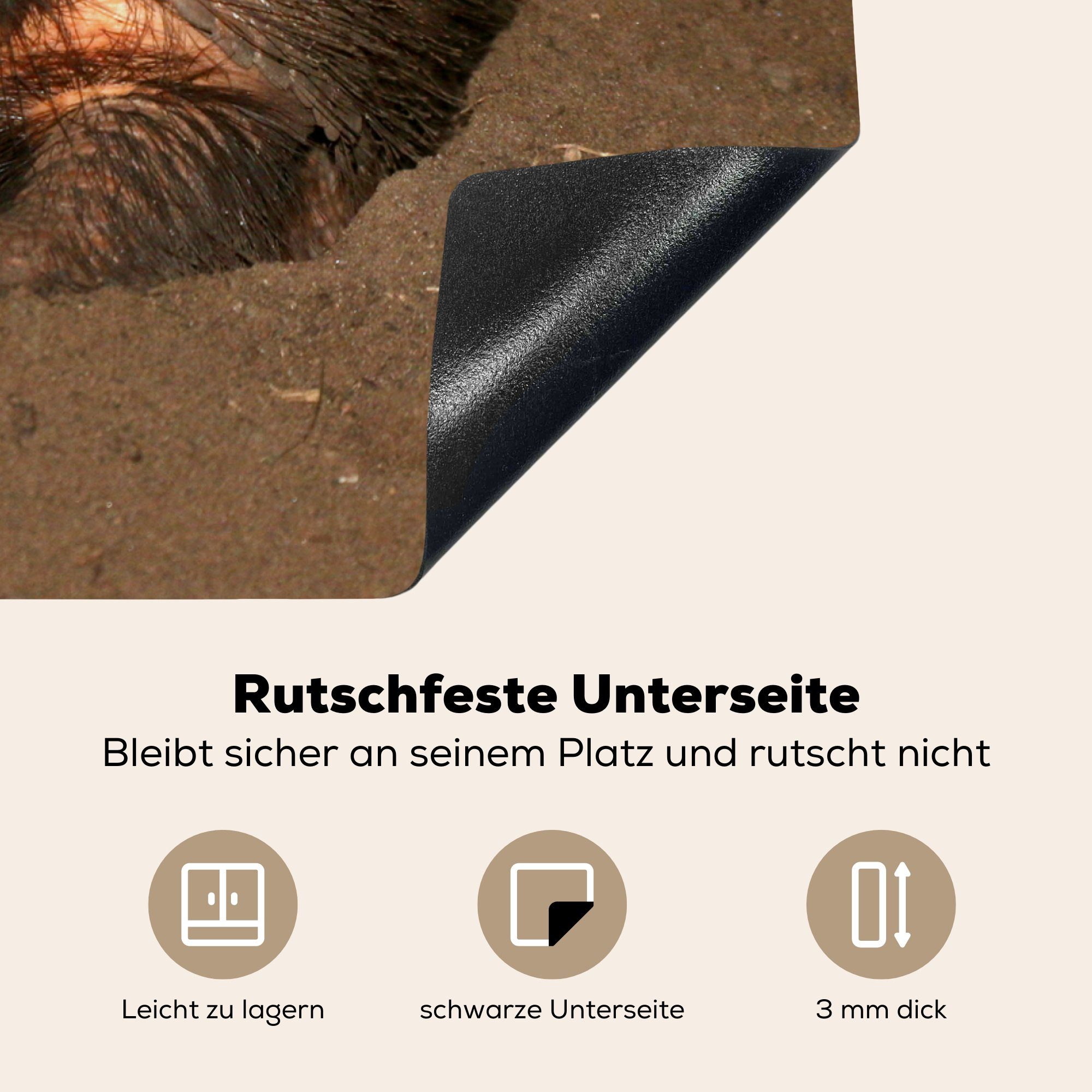 Gürteltier tlg), cm, Schutz küche, die in großes südamerikanisches Herdblende-/Abdeckplatte MuchoWow seiner 71x52 Ceranfeldabdeckung Vinyl, Höhle, für haariges Ein (1 Induktionskochfeld