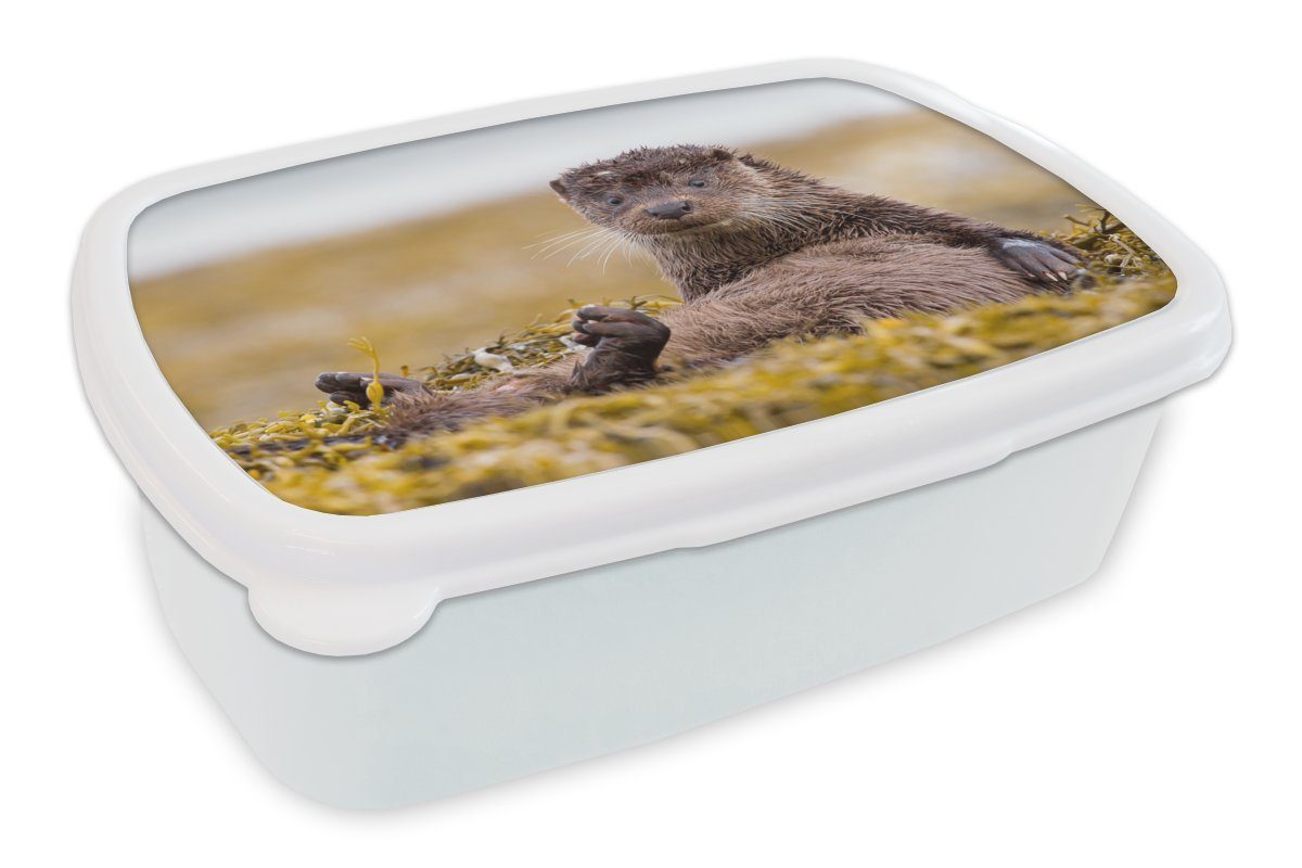 MuchoWow Lunchbox Schottische Otter, Kunststoff, (2-tlg), Brotbox für Kinder und Erwachsene, Brotdose, für Jungs und Mädchen weiß