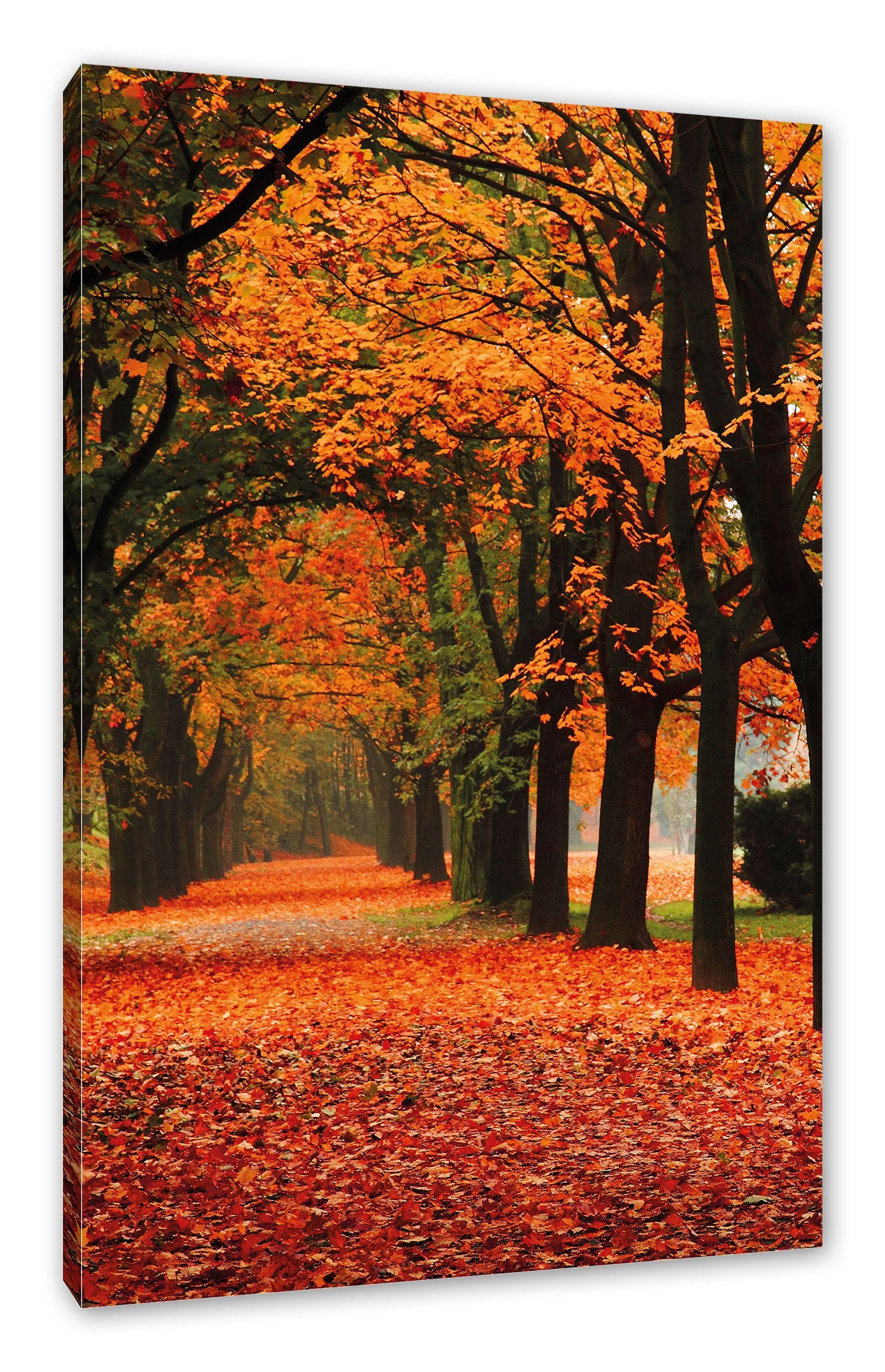 Pixxprint Leinwandbild Baumallee im Herbst, Baumallee im Herbst (1 St), Lei günstig online kaufen