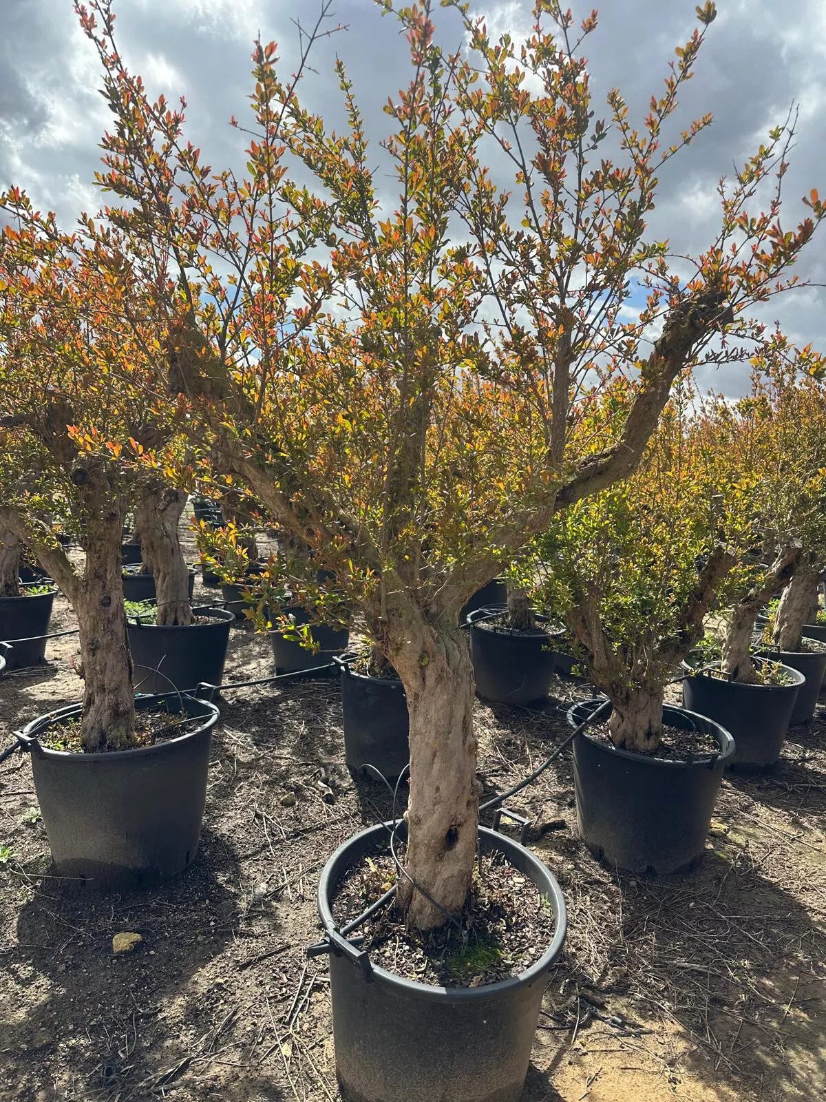 Palms-Store Baum Granatapfelbaum Punica Granatum, Winterhart bis -12 Höhe ca. 250 cm aus Spanien