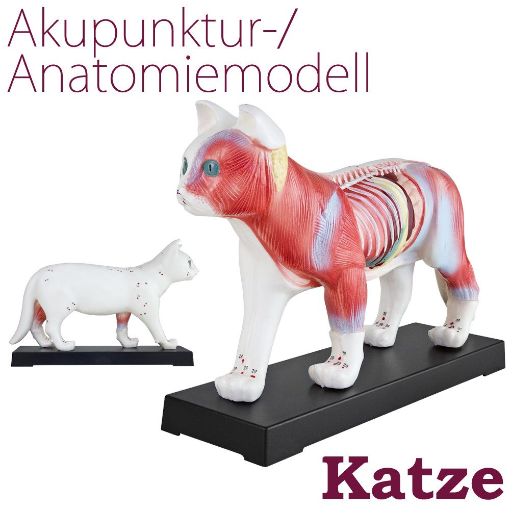 MedMod Dekoobjekt Akupunktur Anatomie Figur TCM Modell Katze Tier Muskelmodell