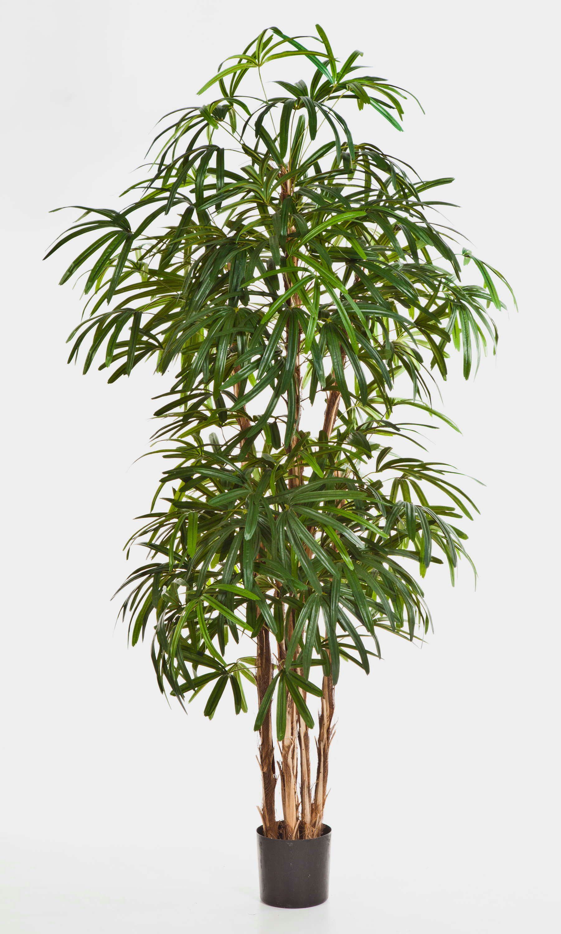 Kunstpalme Künstliche Steckenpalme, 789 Blätter, 170cm Steckenpalme, artplants, Höhe 170.0 cm