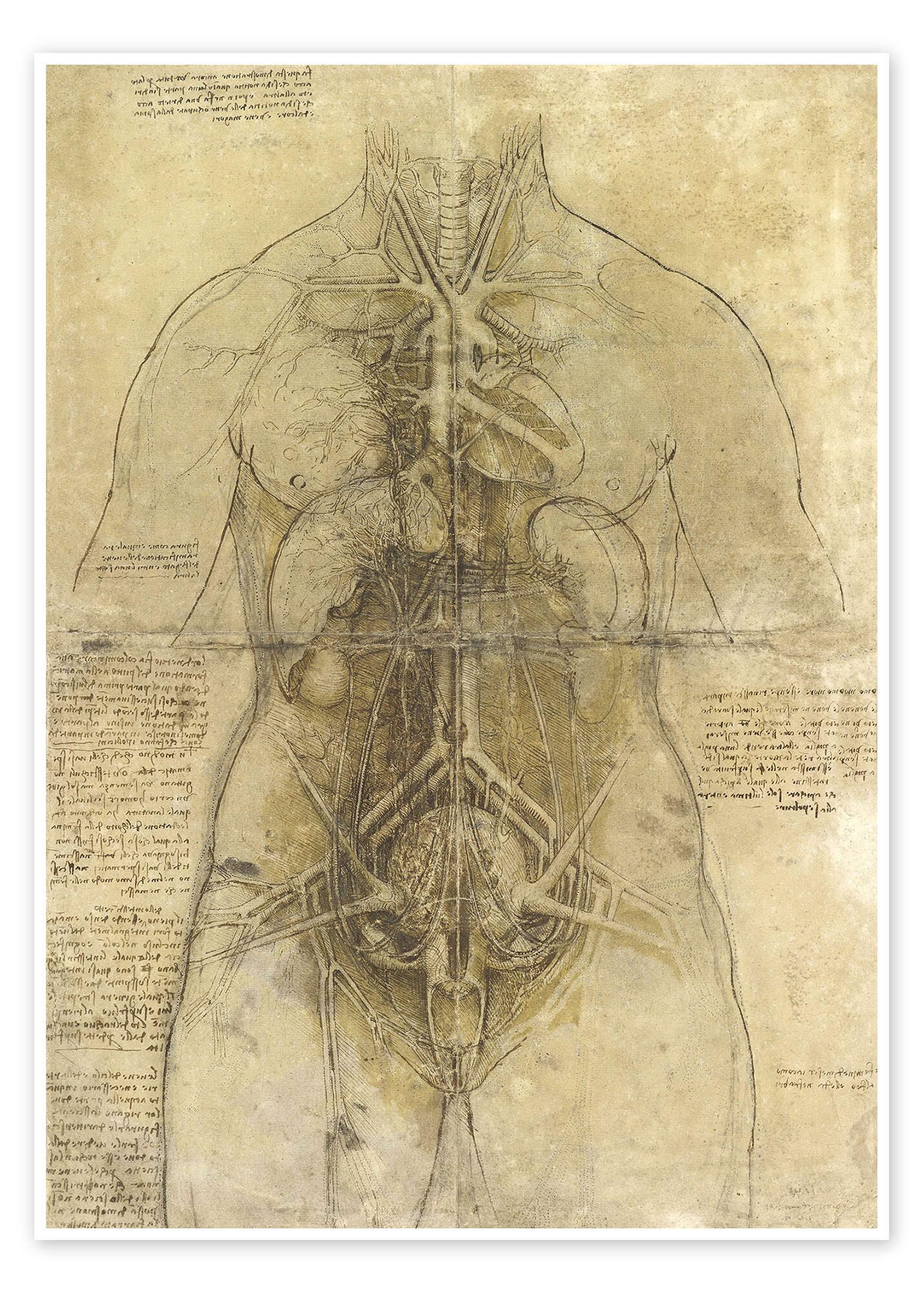 Posterlounge Wandbild Anatomie einer Frau, Leonardo da Vinci, erhältlich als Poster, Leinwandbild, Wandsticker oder Acrylglasbild