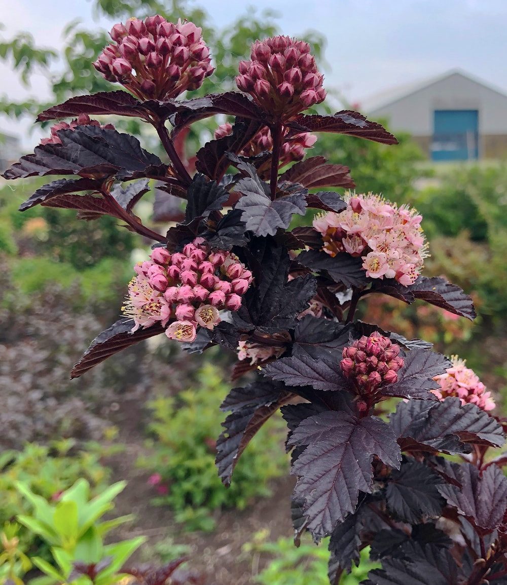 BALDUR Garten Zierstrauch Physocarpus Fasanenspiere 'Panther®' im 3-Liter XL Topf, 1 St., Blasenspiere, winterhart, mehrjährig, pflegeleicht