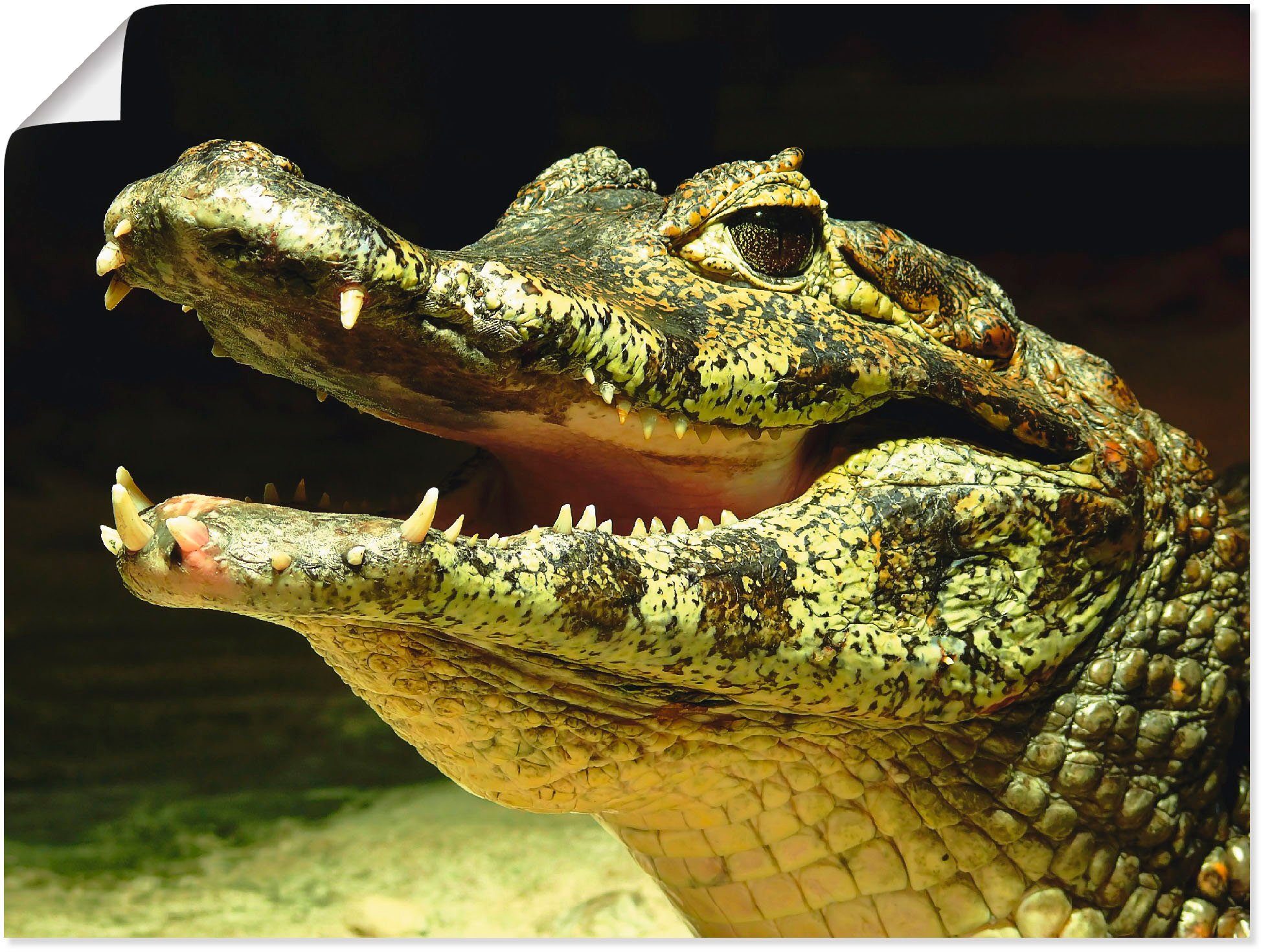 (1 versch. Artland Leinwandbild, Wassertiere Krokodil, in Größen St), Wandbild Poster Ein als lächelndes Wandaufkleber oder