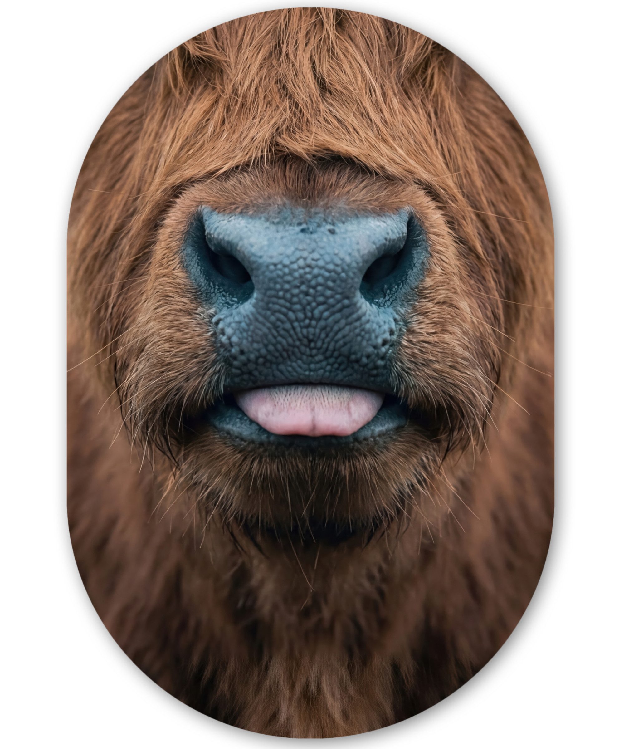 MuchoWow Gemälde Schottischer Hochländer - Nase - Braun, Fotodruck (1 St), Wandbild Oval, Wohnzimmer oder Schlafzimmer Wanddekoration, 40x60 cm