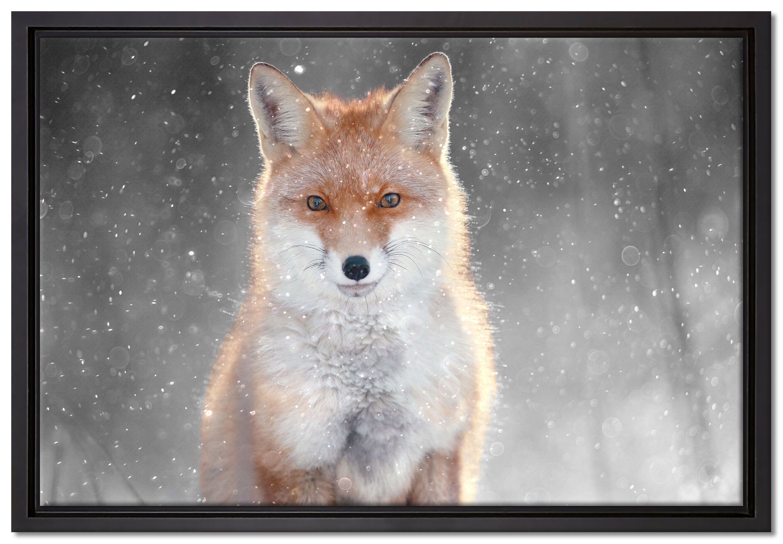Pixxprint Leinwandbild »Roter Fuchs im Winter B&W Detail«, Wanddekoration  (1 St), Leinwandbild fertig bespannt, in einem Schattenfugen-Bilderrahmen  gefasst, inkl. Zackenaufhänger
