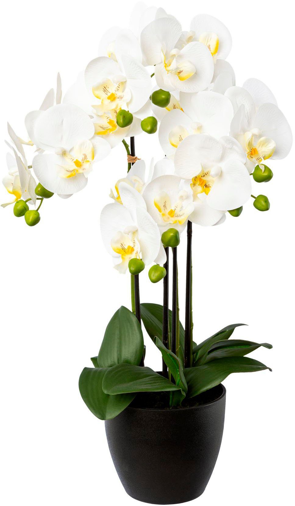 Kunstorchidee Phalaenopsis Real-Touch-Blüten Phalaenopsis, Creativ 55 Orchidee mit Resintopf green, im cm, Höhe