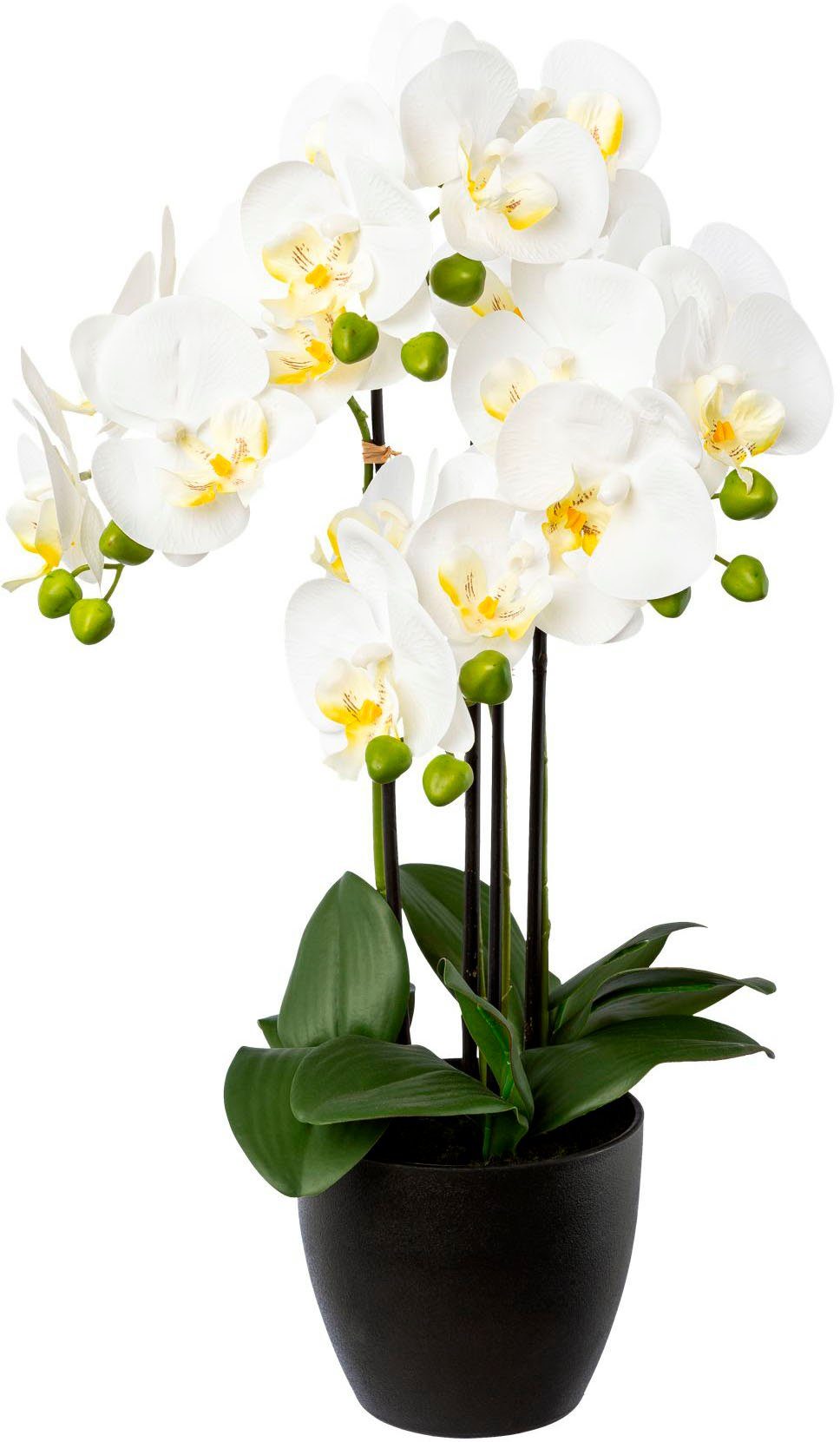 Real-Touch-Blüten Kunstorchidee green, Phalaenopsis Resintopf Orchidee Höhe im 55 Phalaenopsis, mit Creativ cm,