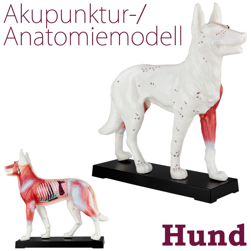 MedMod Dekoobjekt Akupunktur Anatomie Figur TCM Modell Hund Muskelmodell