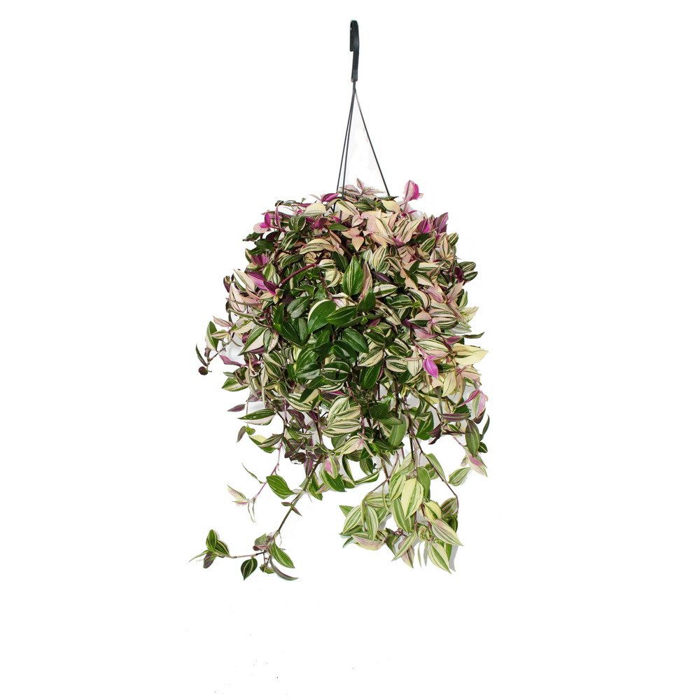 Exotenherz Zimmerpflanze Pflanze zum Hängen Tradescantia quadricolor Zebrakraut 17cm Ampel