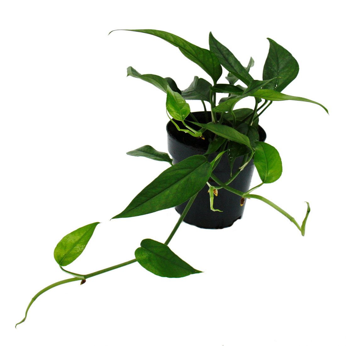 Exotenherz Zimmerpflanze Epipremnum pinnatum "Cebu Blue" - blaugrüne Efeutute - 12cm Topf