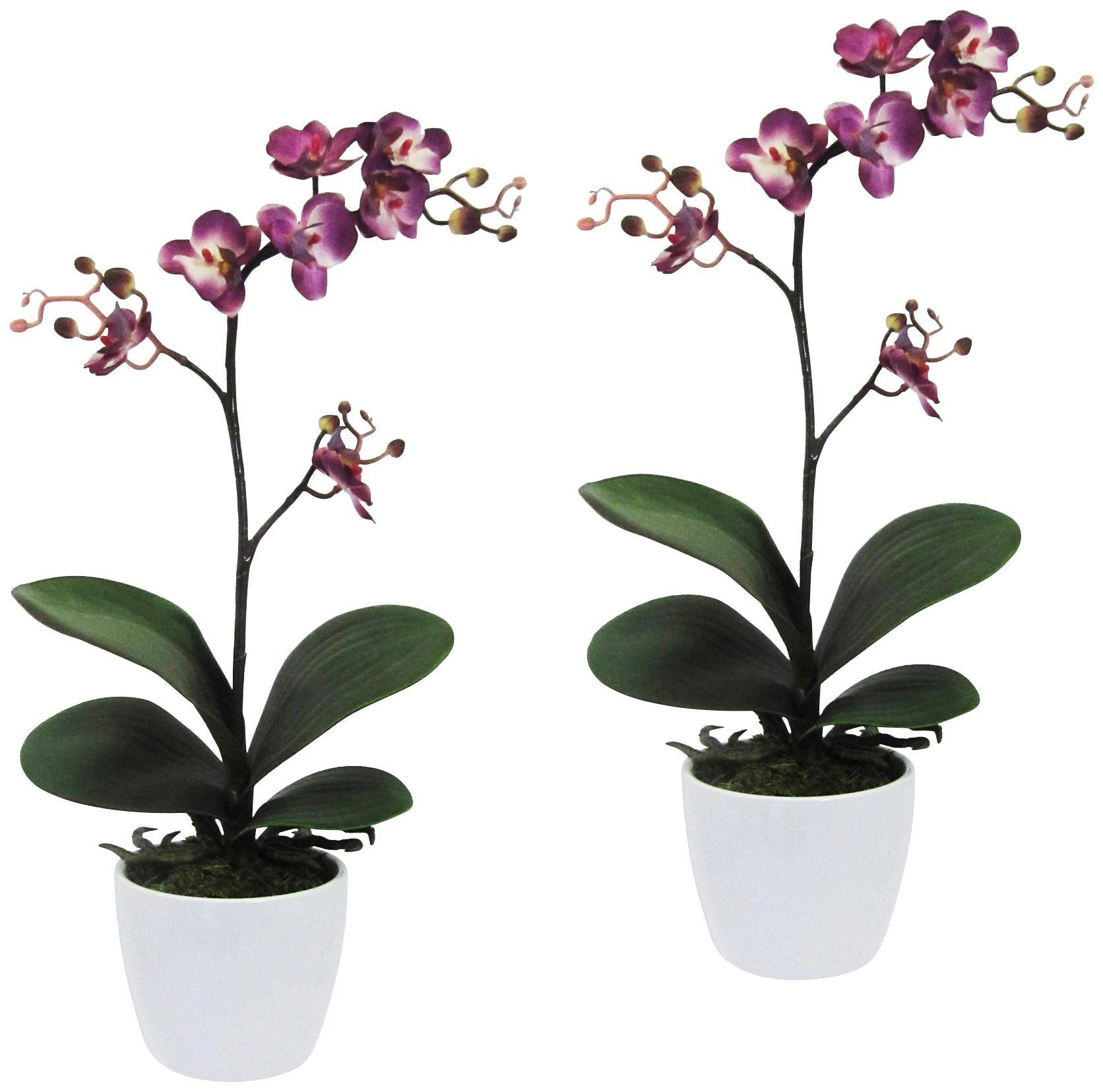 Creativ Orchidee green, 55 cm, im lila Höhe Kunstpflanze Phalaenopsis Orchidee, Keramiktopf