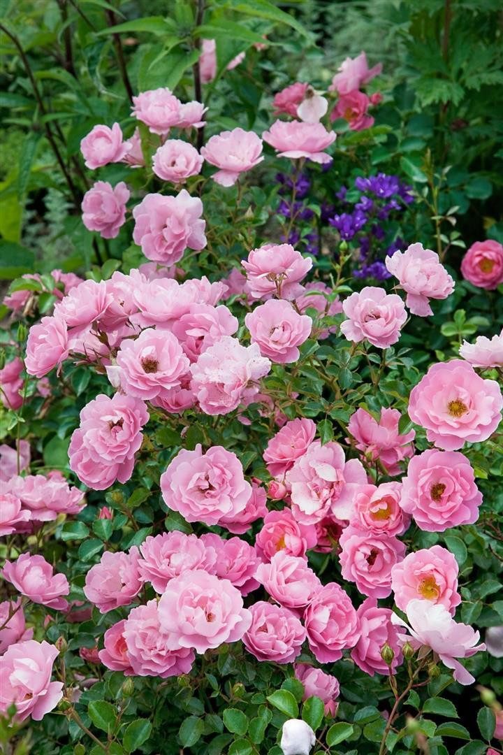 Pflanzen für Dich Rose Rosa Sommerwind