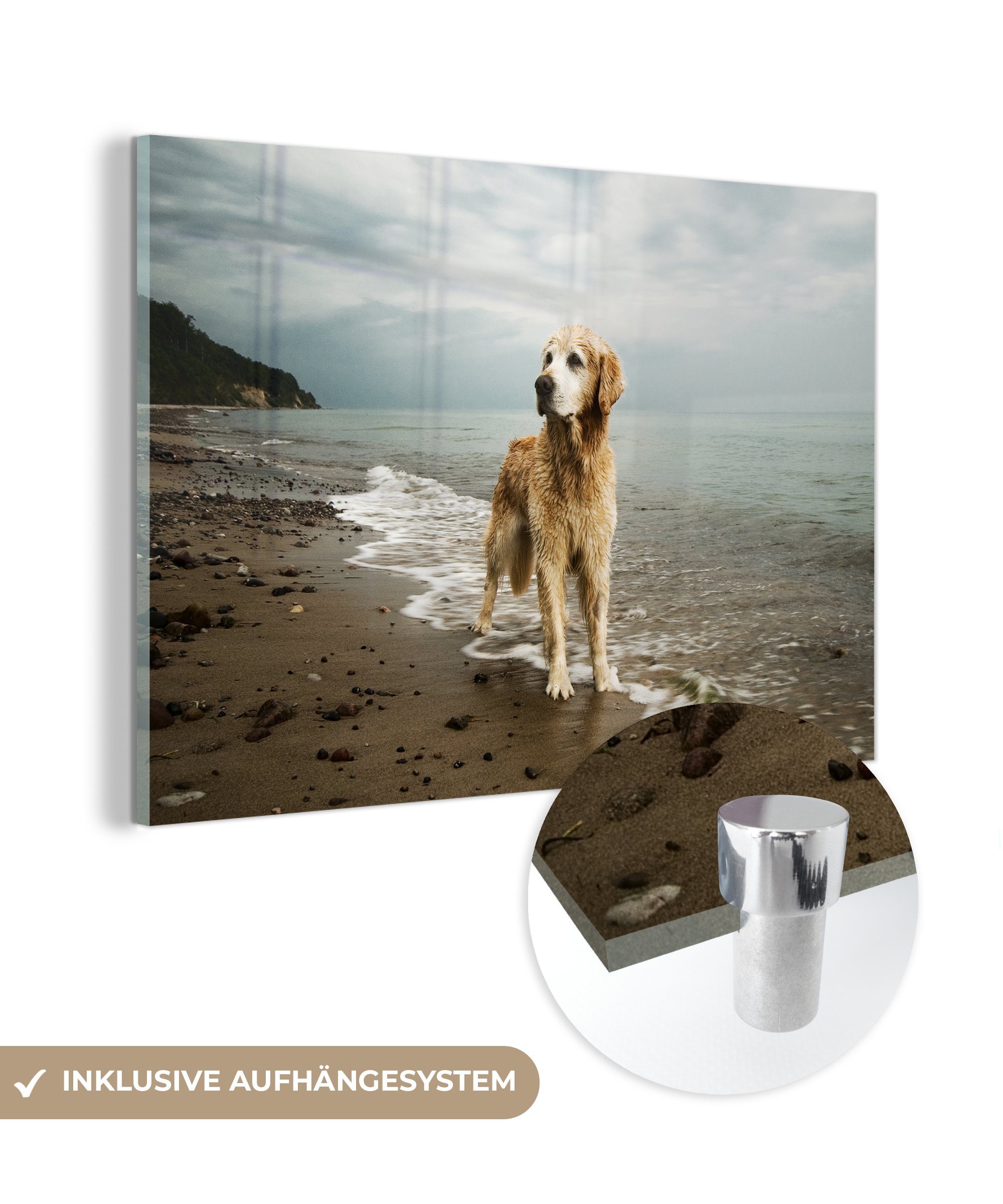 Acrylglasbild St), & am Retriever (1 Strand, Golden Wohnzimmer Acrylglasbilder Schlafzimmer MuchoWow