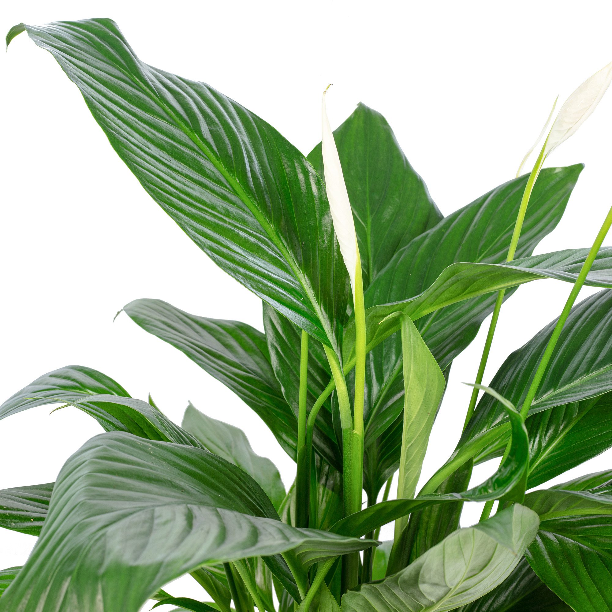 Flowerbox Zimmerpflanze Einblatt 4-8 Blüten/Knospen - Spathiphyllum, pflegeleicht - Höhe ca. 70 cm, Topf-Ø 17 cm – Bild 5 von 5