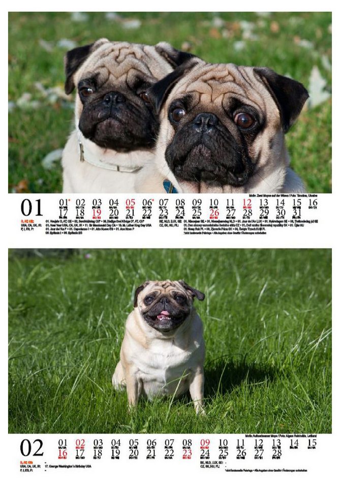 Thumbnail - Seelenzauber Tischkalender Mopszauber DIN A5 Kalender für 2025 Mops Hunde und Welpen