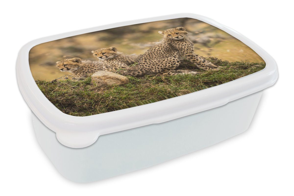 MuchoWow Lunchbox Leopard - Wald - Tier, Kunststoff, (2-tlg), Brotbox für Kinder und Erwachsene, Brotdose, für Jungs und Mädchen weiß | Lunchboxen