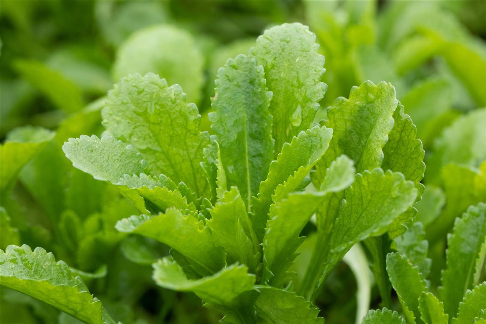 Pflanzen für Dich Staude Echinops ban. Taplow Blue, 1 St., Kugeldistel