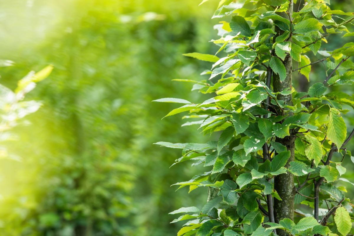 Garten von Ehren Hecken Carpinus betulus Containerware 150-175 cm hoch