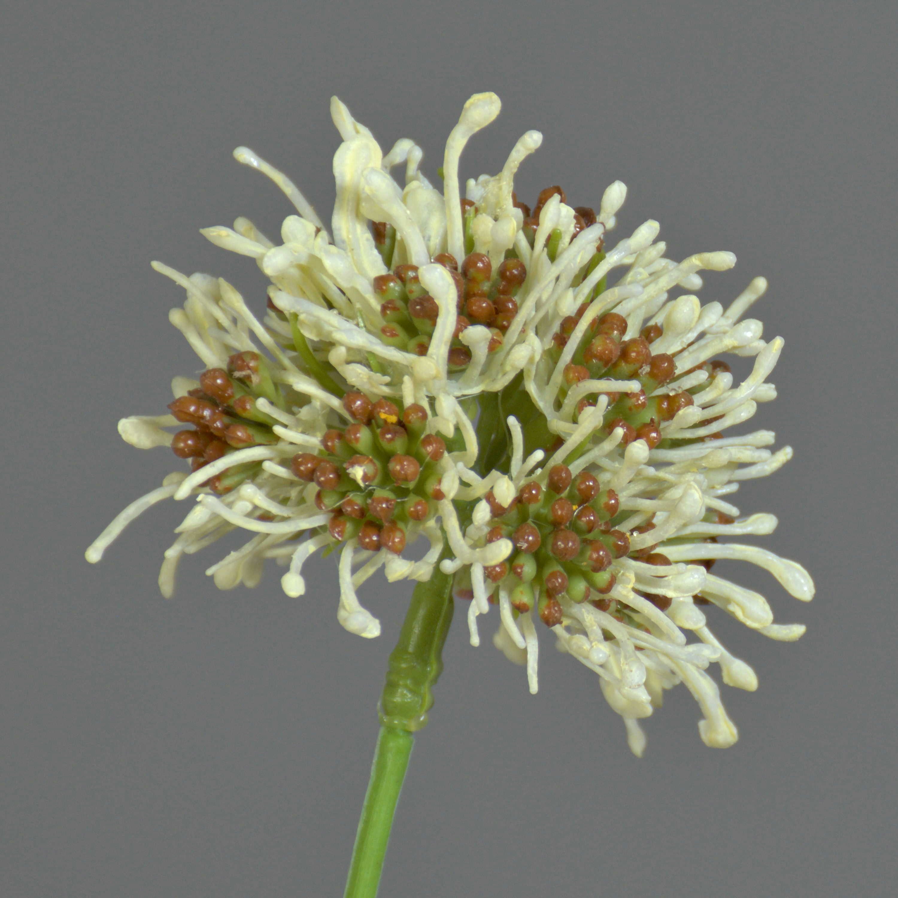 Kunstzweig Kunstblumen Zweig Allium Zebu, Creme, 65cm, Ø6cm Allium, artplants, Höhe 65.0 cm