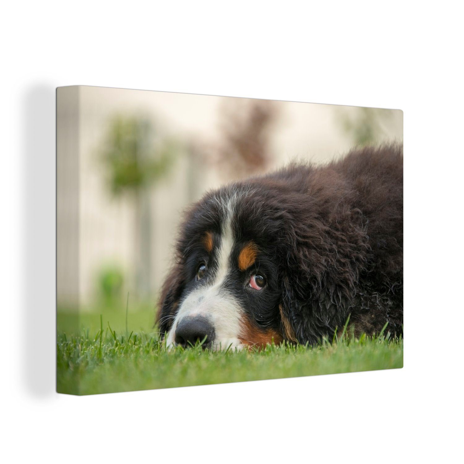 OneMillionCanvasses® Leinwandbild 30x20 St), (1 Leinwandbilder, dem Aufhängefertig, auf Berner grünen Rasen liegend, Wanddeko, cm Wandbild Sennenhund