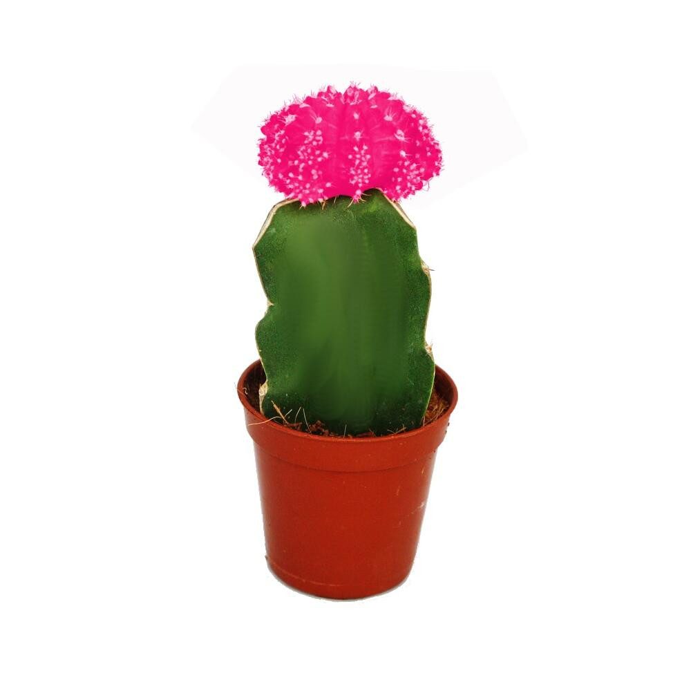 Exotenherz Kaktus Gymnocalycium mihanovichii - Erdbeerkaktus - rosa - 5,5cm Topf