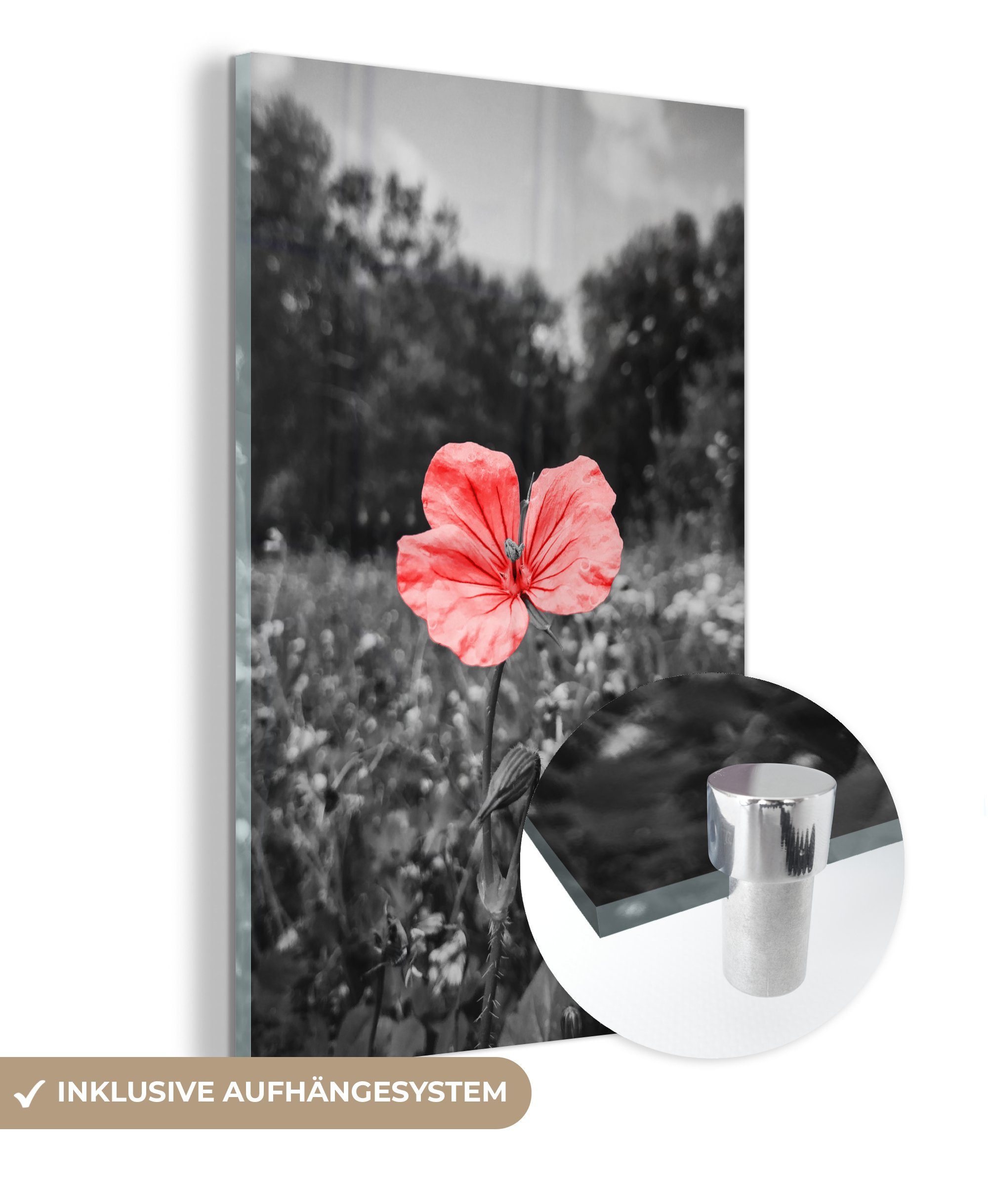 MuchoWow Acrylglasbild Blumen - Rosa - Schwarz - Weiß, (1 St), Glasbilder - Bilder auf Glas Wandbild - Foto auf Glas - Wanddekoration