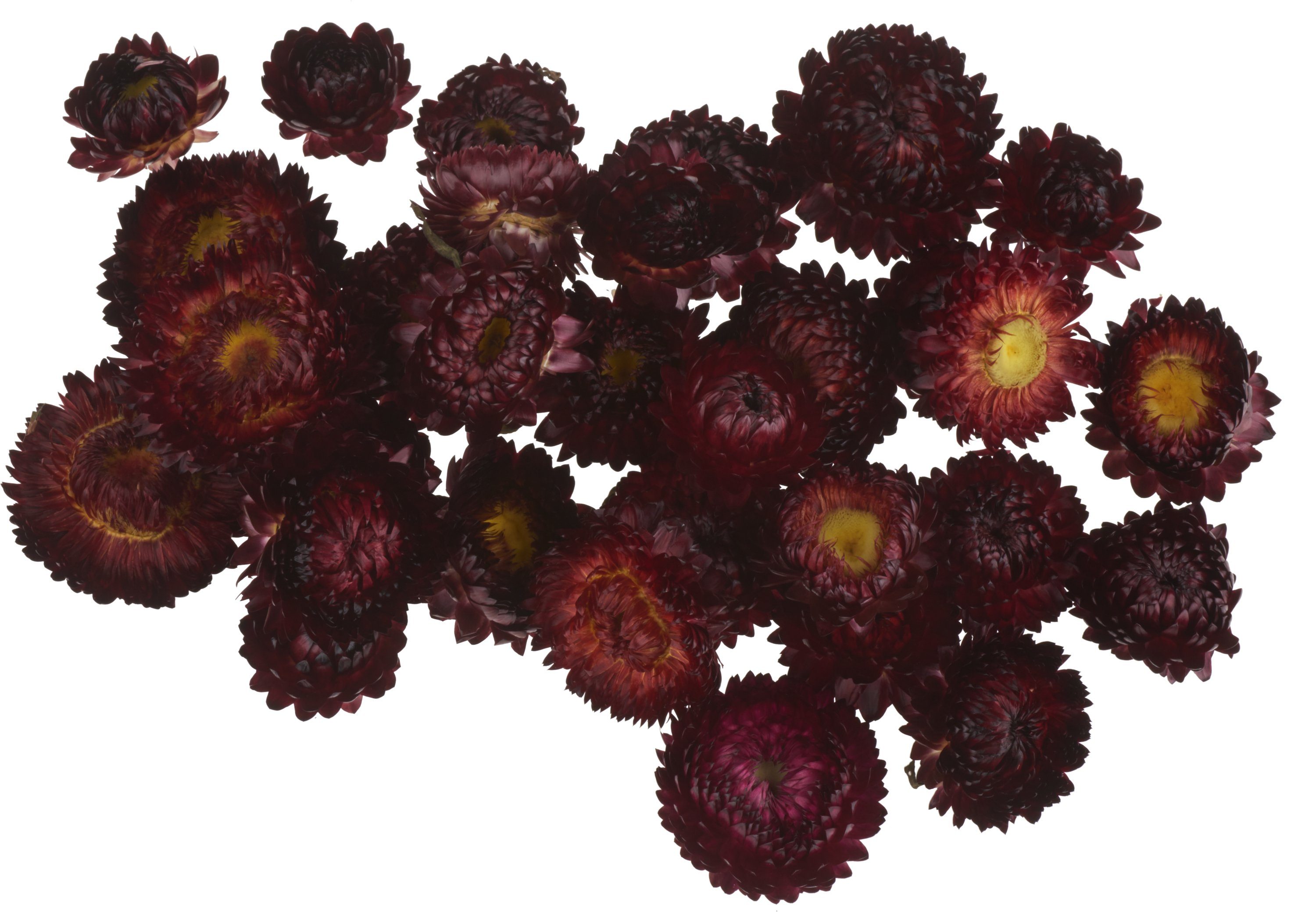 Kunstpflanze Strohblumenköpfe in Box, VBS, 20 - 30 g Rot