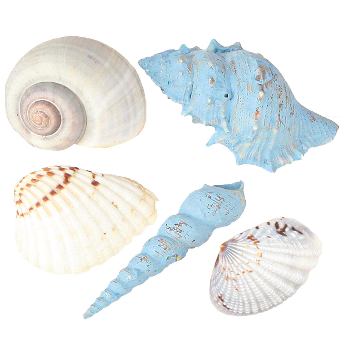 DIJK Bastelnaturmaterial Deko Muscheln und Schneckenhäuser für maritimes Flair