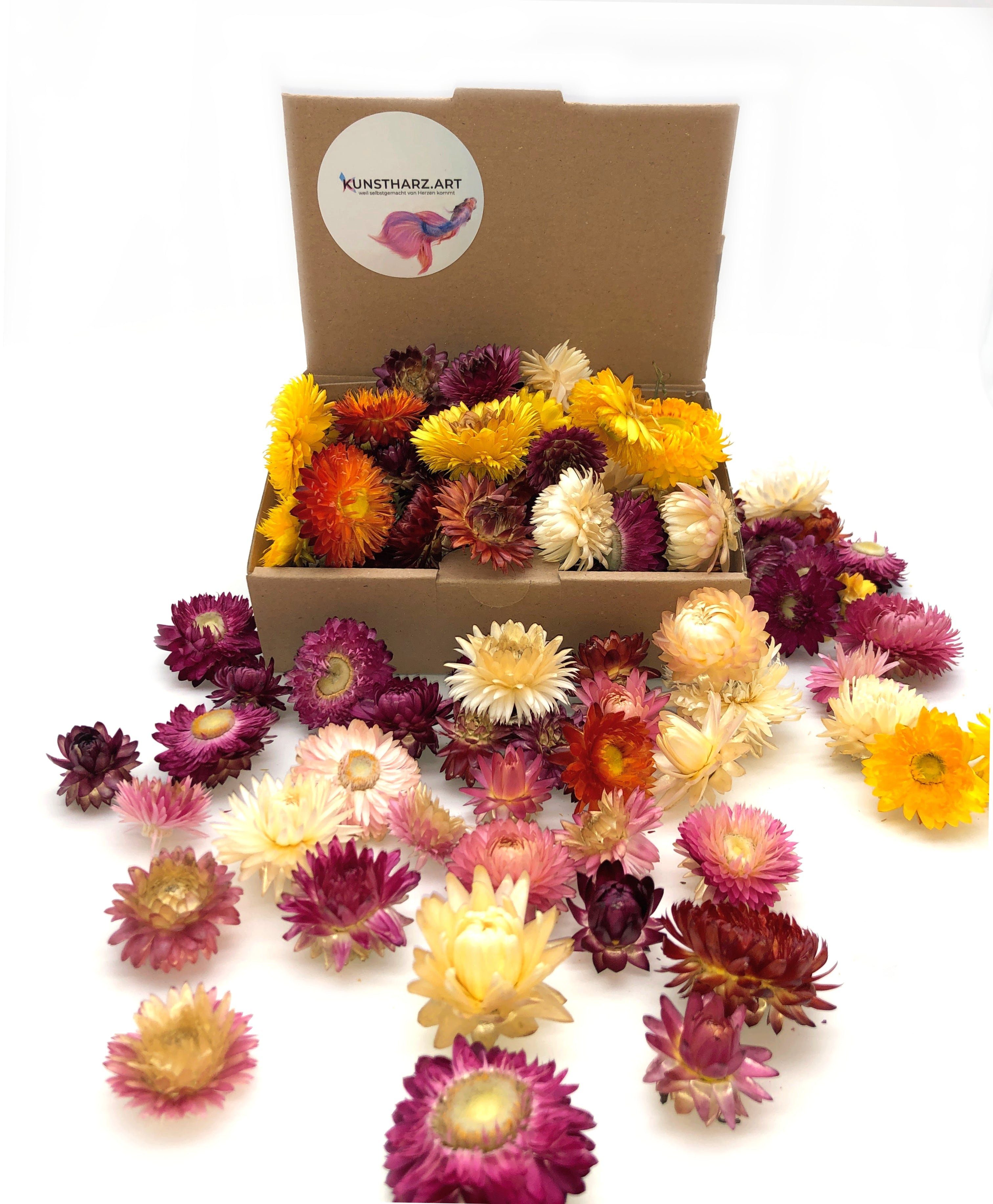 Trockenblume Strohblumenköpfe Helichrysum getrocknet: gemischt oder farblich sortiert - Mix, Kunstharz.Art