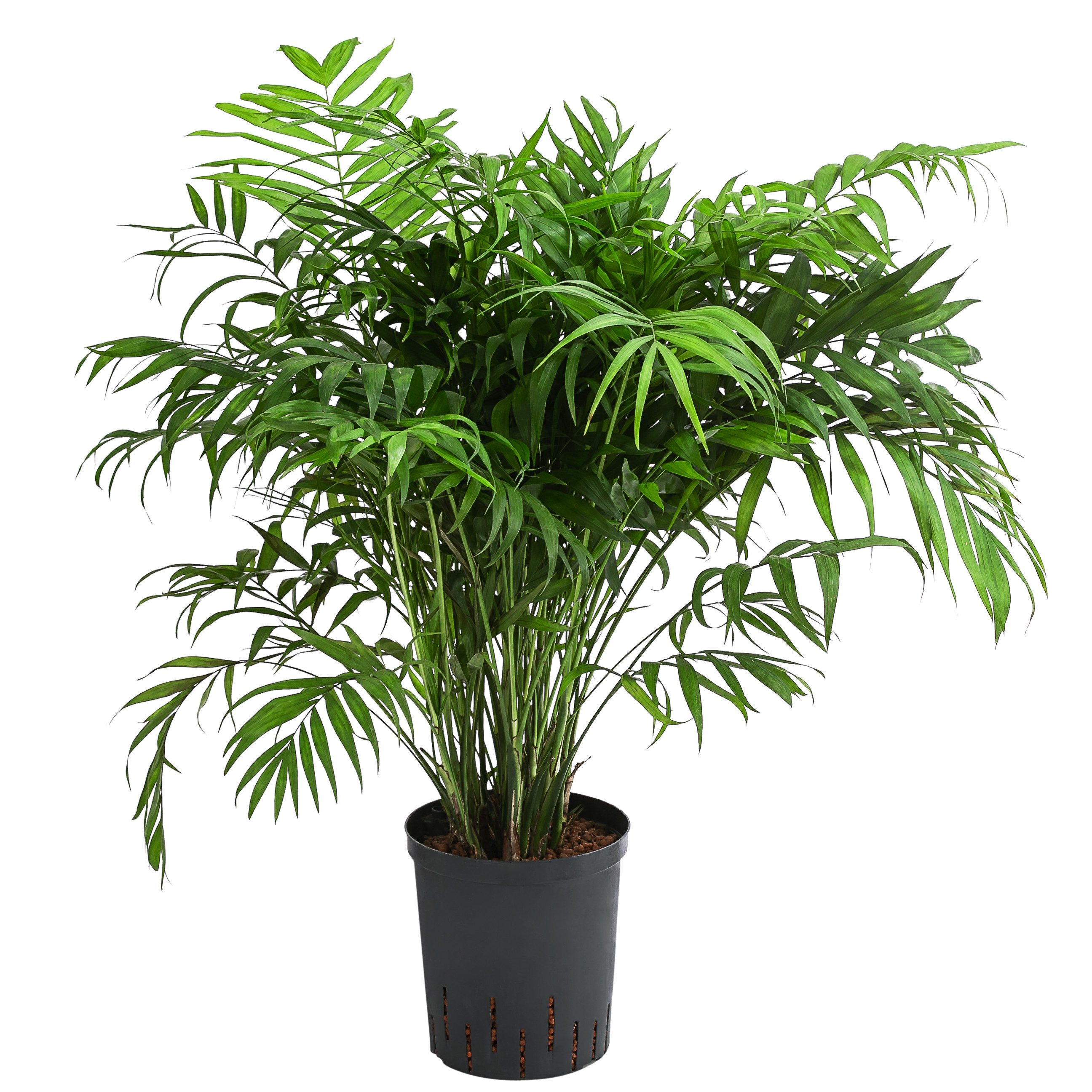 Dehner Zimmerpflanze Bergpalme, Chamaedorea elegans, in Hydrokultur, pflegeleicht, inklusive Wasserstandsanzeiger