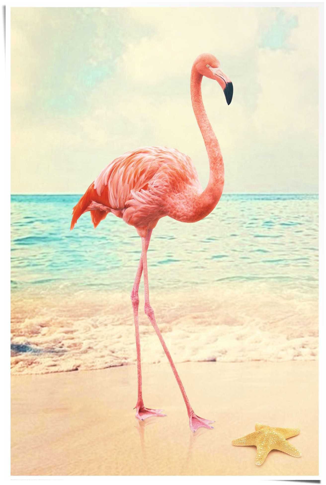 Flamingo Poster (1 Reinders! Strand, am St)
