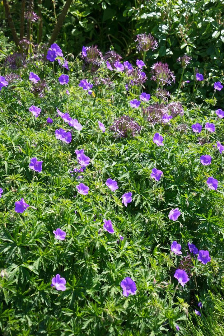 Pflanzen für Dich Staude Geranium pratense 'Orion', 1 St., Wiesen-Storchschnabel – Bild 4 von 5