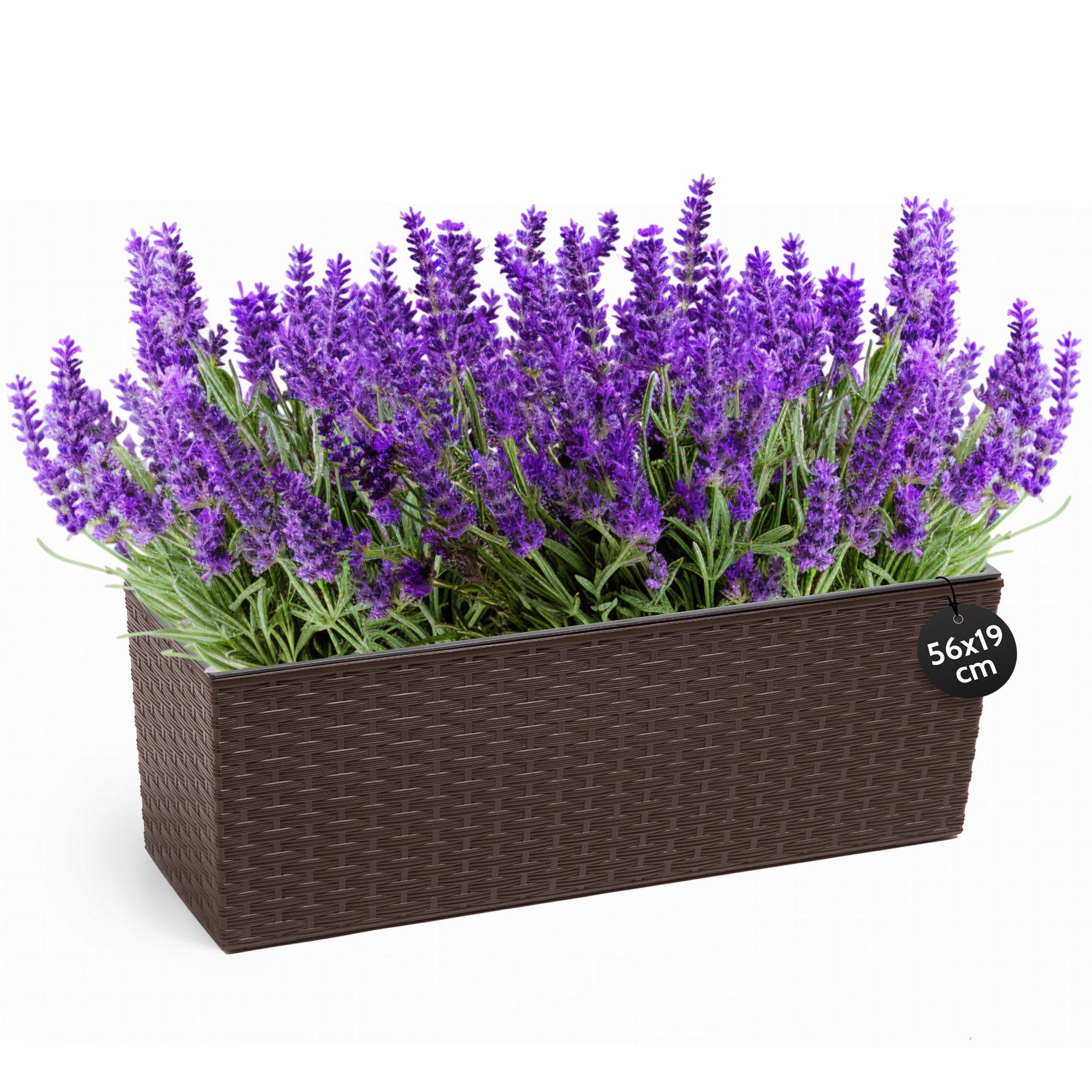 KONZEPT Balkonkasten Hochwertige Blumenkasten Rattan-Optikin, rechteckig 56 günstig online kaufen