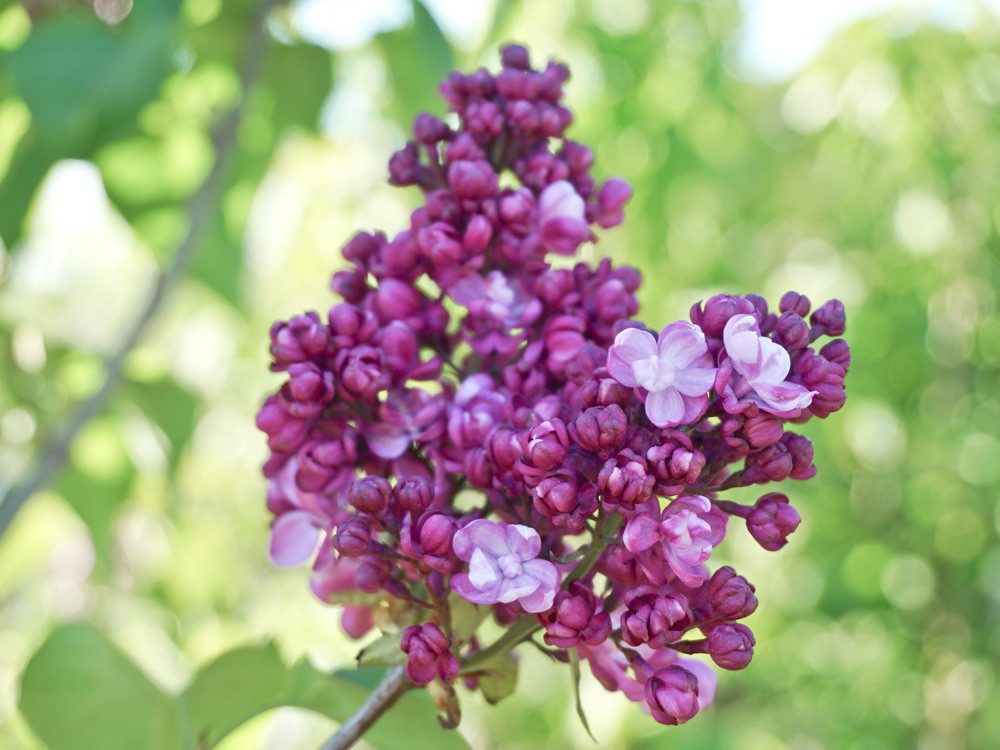 Garten von Ehren Zierstrauch Syringa vulgaris Prince Wolkonsky Containerware 40-60 cm hoch