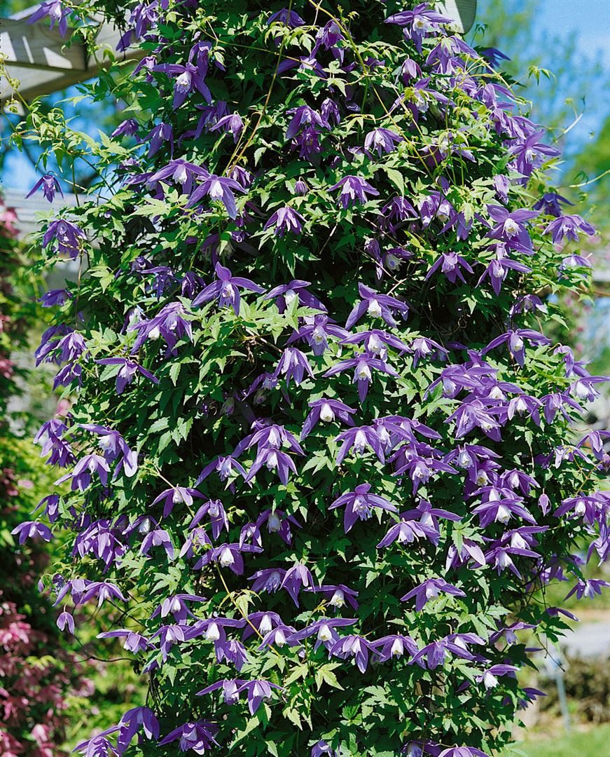 Pflanzen für Dich Kletterpflanze Clematis alpina, 1 St., Alpen-Waldrebe, Alpenrebe, blauviolett, frühblühend
